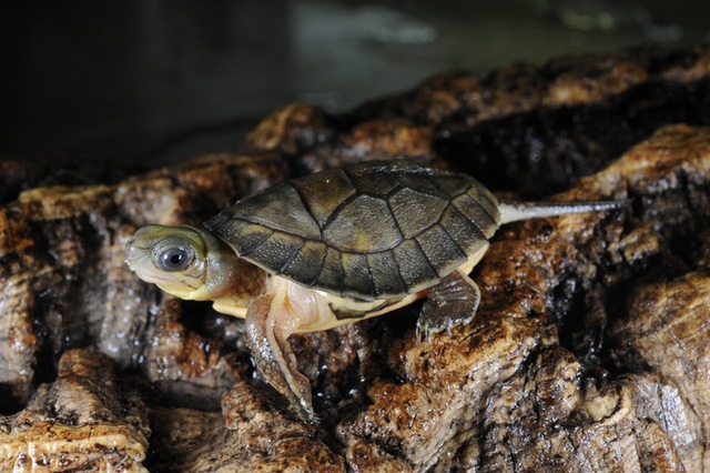 Bronx Zoo - Mondays are better with tiny turtles, like this black