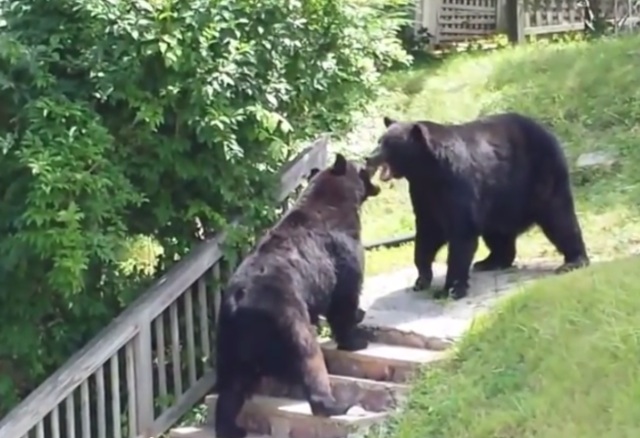 Two black bears fight for nearly seven minutes in suburban New