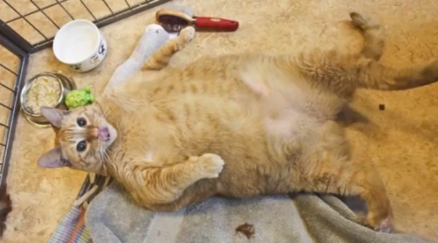 fattest domestic cat in the world