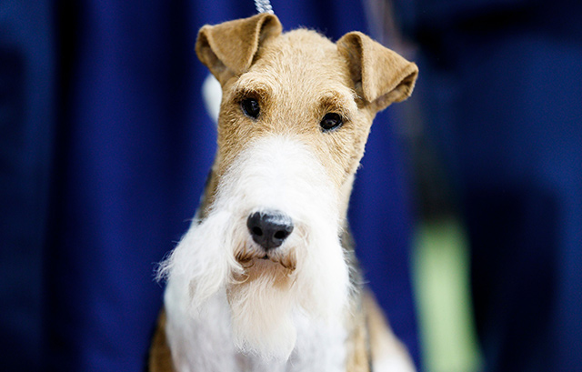 Wire fox on sale terrier show dog