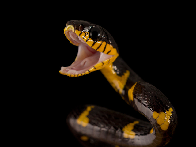 Mangrove snake  Smithsonian's National Zoo and Conservation Biology  Institute