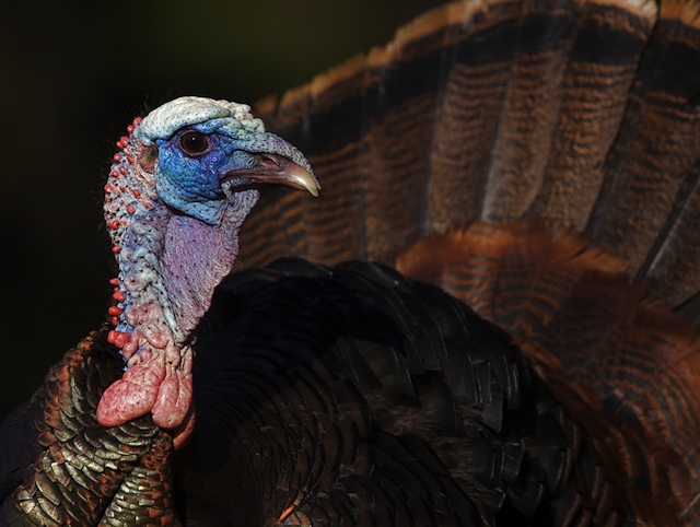 There's a Real-Life Celebrity in Unravel Two: This Vicious Turkey