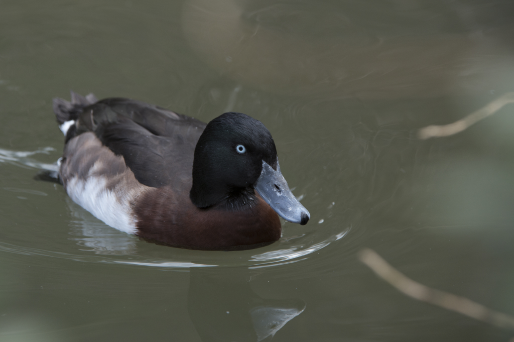 Zeb the Duck Sees What at Park Meadows Mall? – Colorado Traveling Ducks