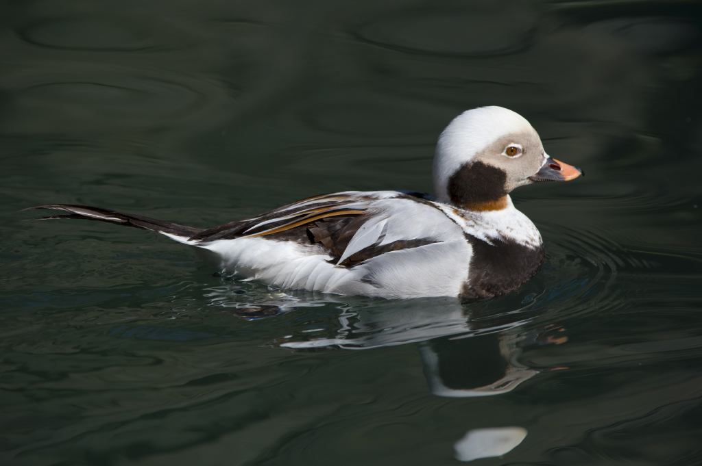 Zeb the Duck Sees What at Park Meadows Mall? – Colorado Traveling Ducks