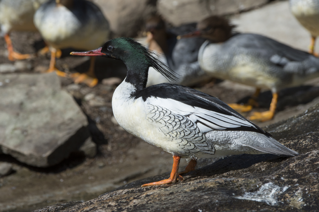 Zeb the Duck Sees What at Park Meadows Mall? – Colorado Traveling Ducks