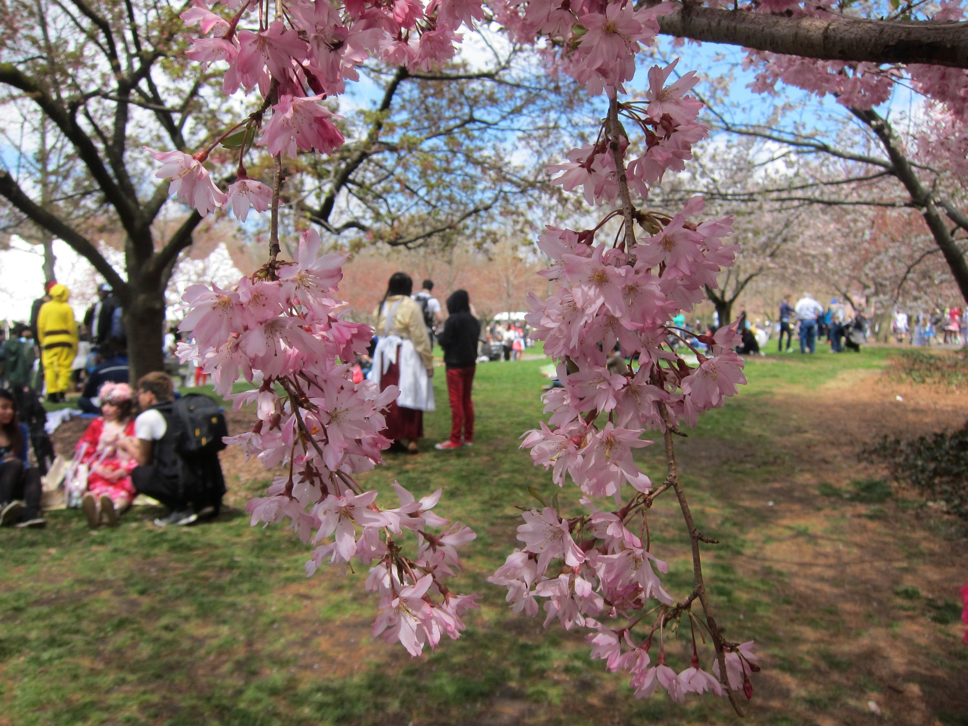 Crowd at National Cherry Blossom Festival (Sakura Matsuri