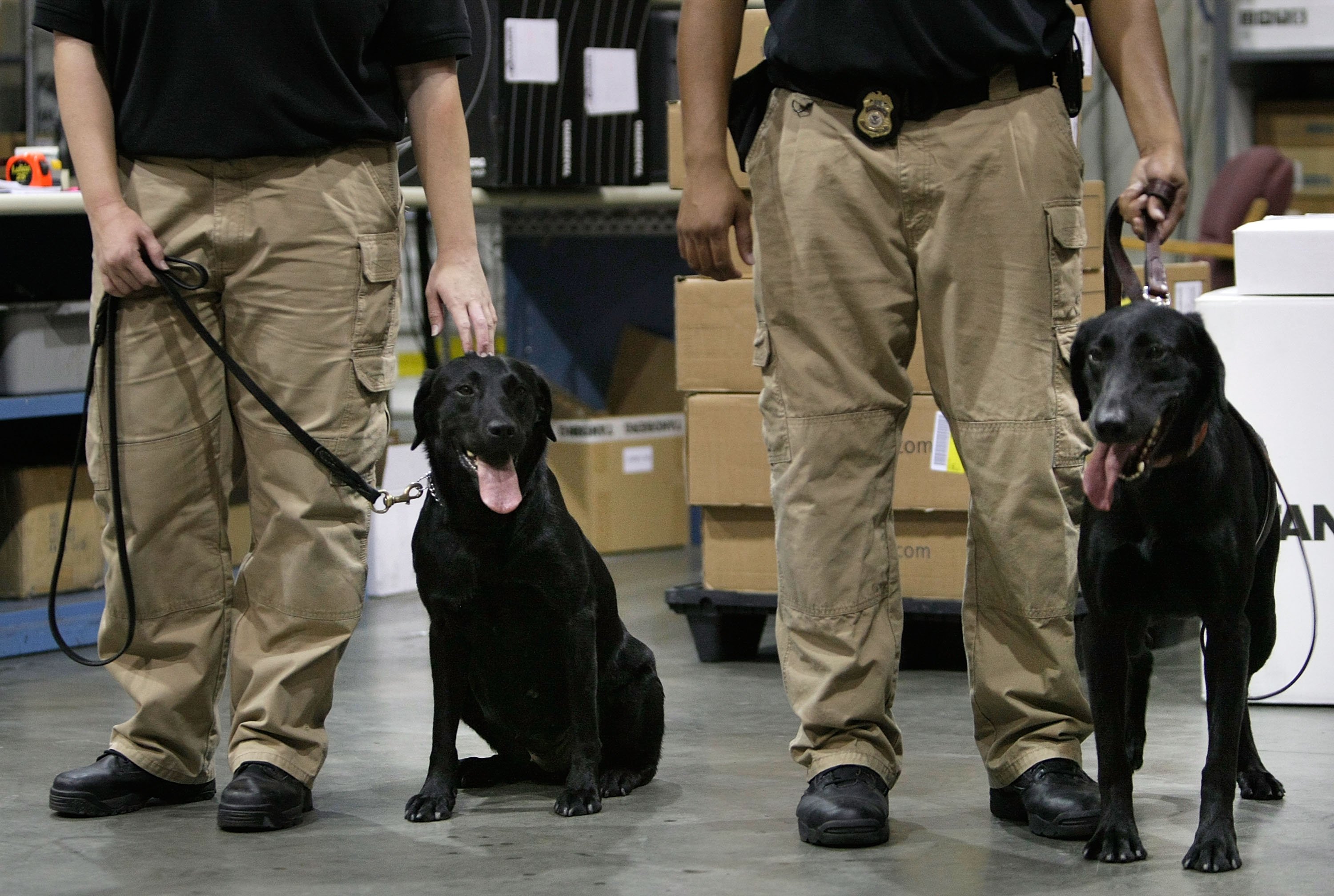 Собаки ирана