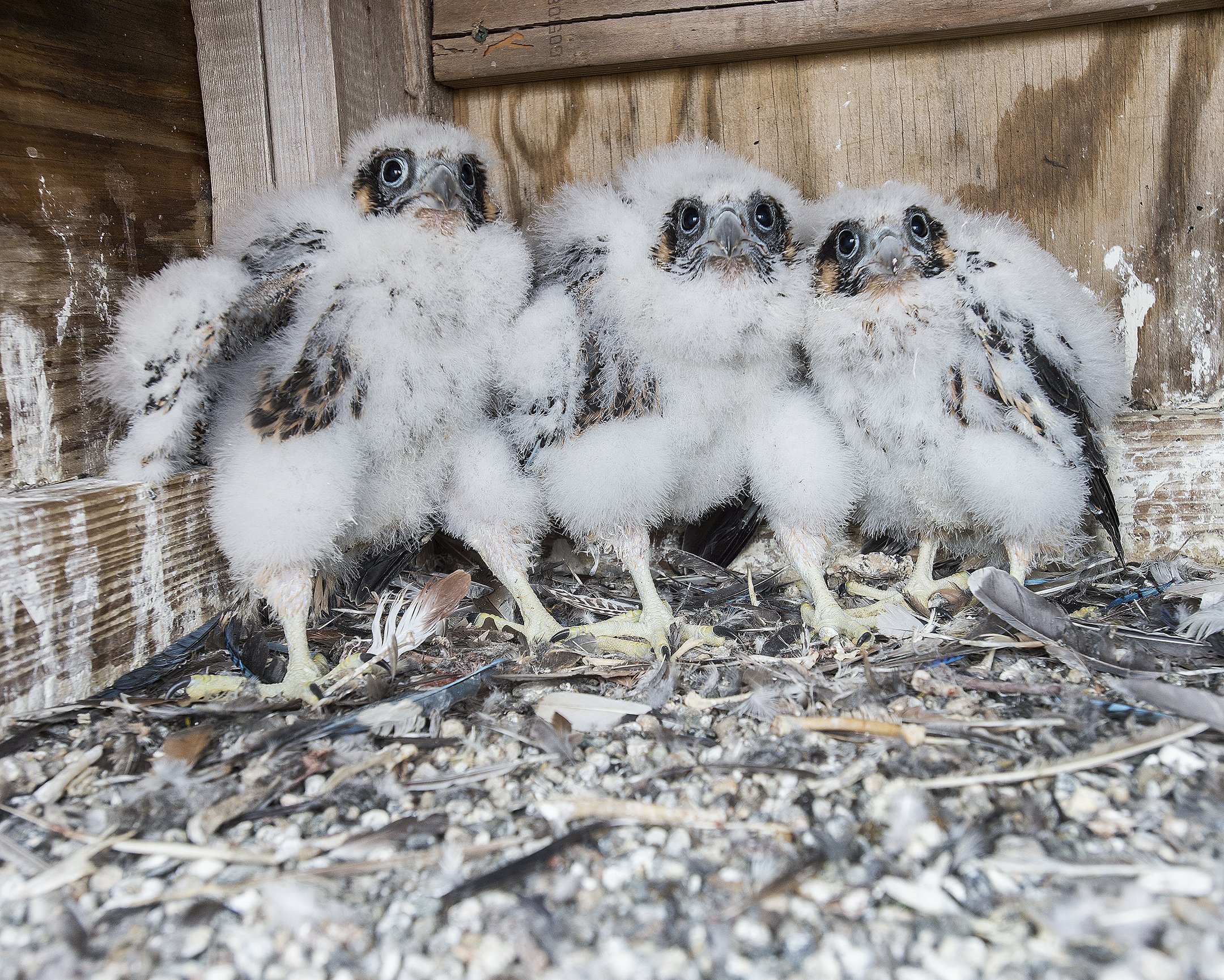 Rare peregrine falcon chicks spotted living atop Toronto high-rise and  they're adorable
