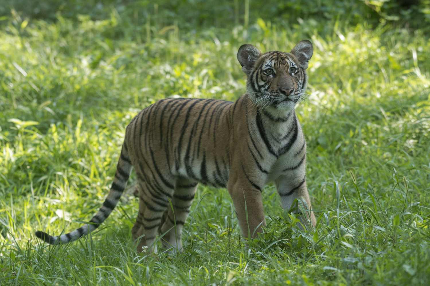 Tiger Cubs - Bronx Zoo