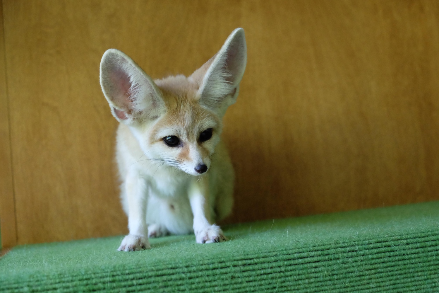 New Bronx Zoo Reality Show 'The Zoo' Gets Up Close And Personal With