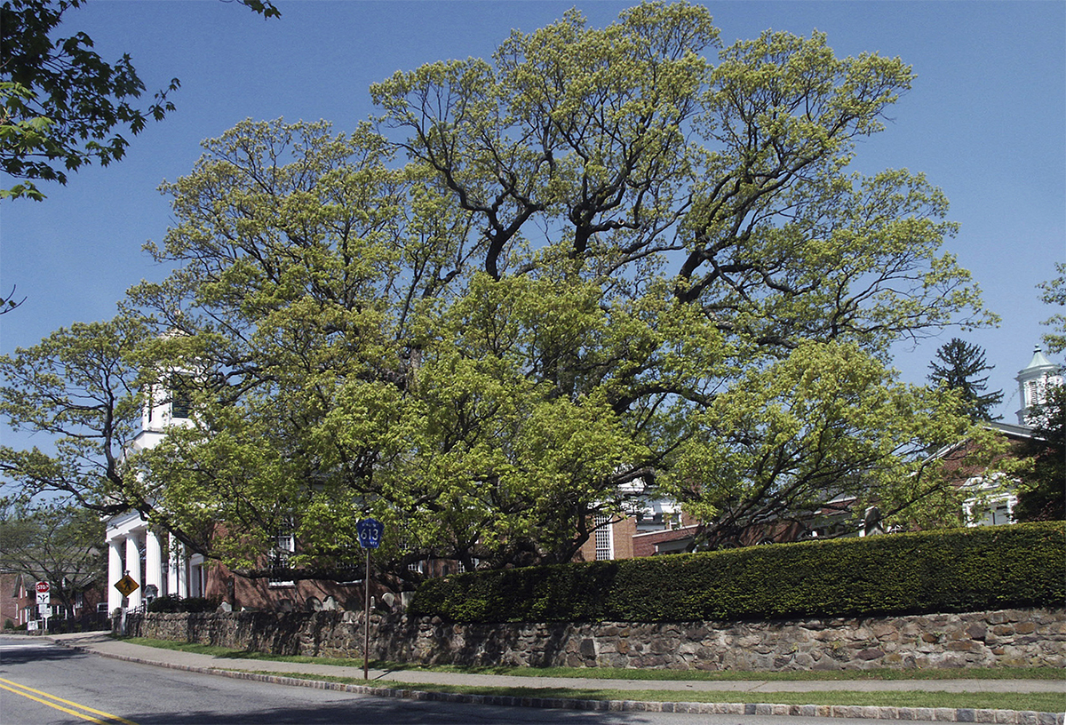 Watch A 600YearOld White Oak Tree, The Oldest In America, Get Cut