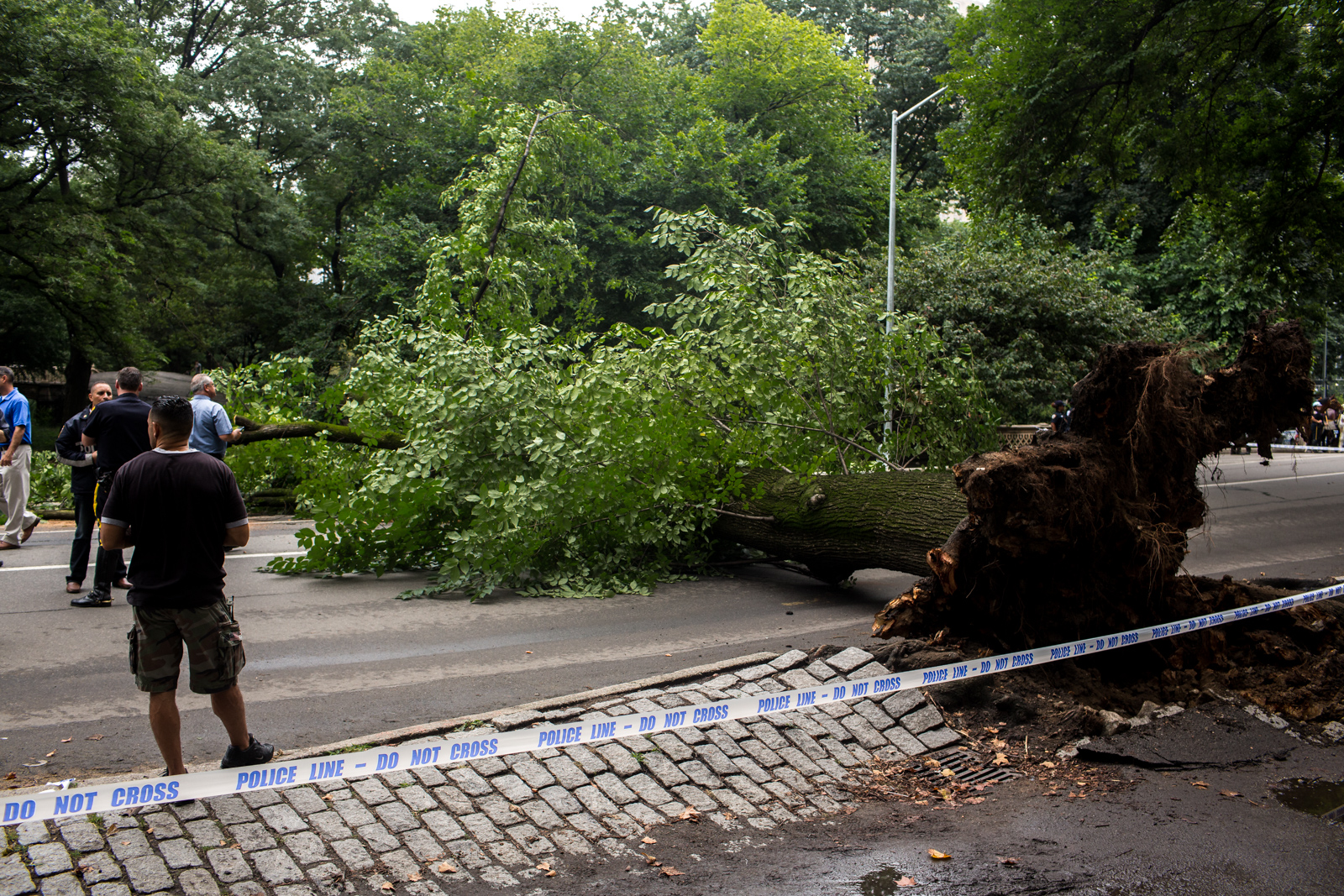 $5.5M settlement for NYC woman after Central Park tree severely injures her and her children