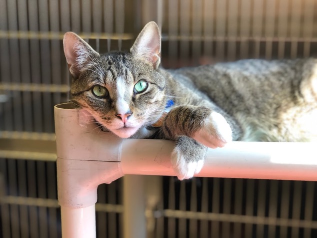 Early Addition: Overwhelmed NYC animal shelters and underwhelming home decor