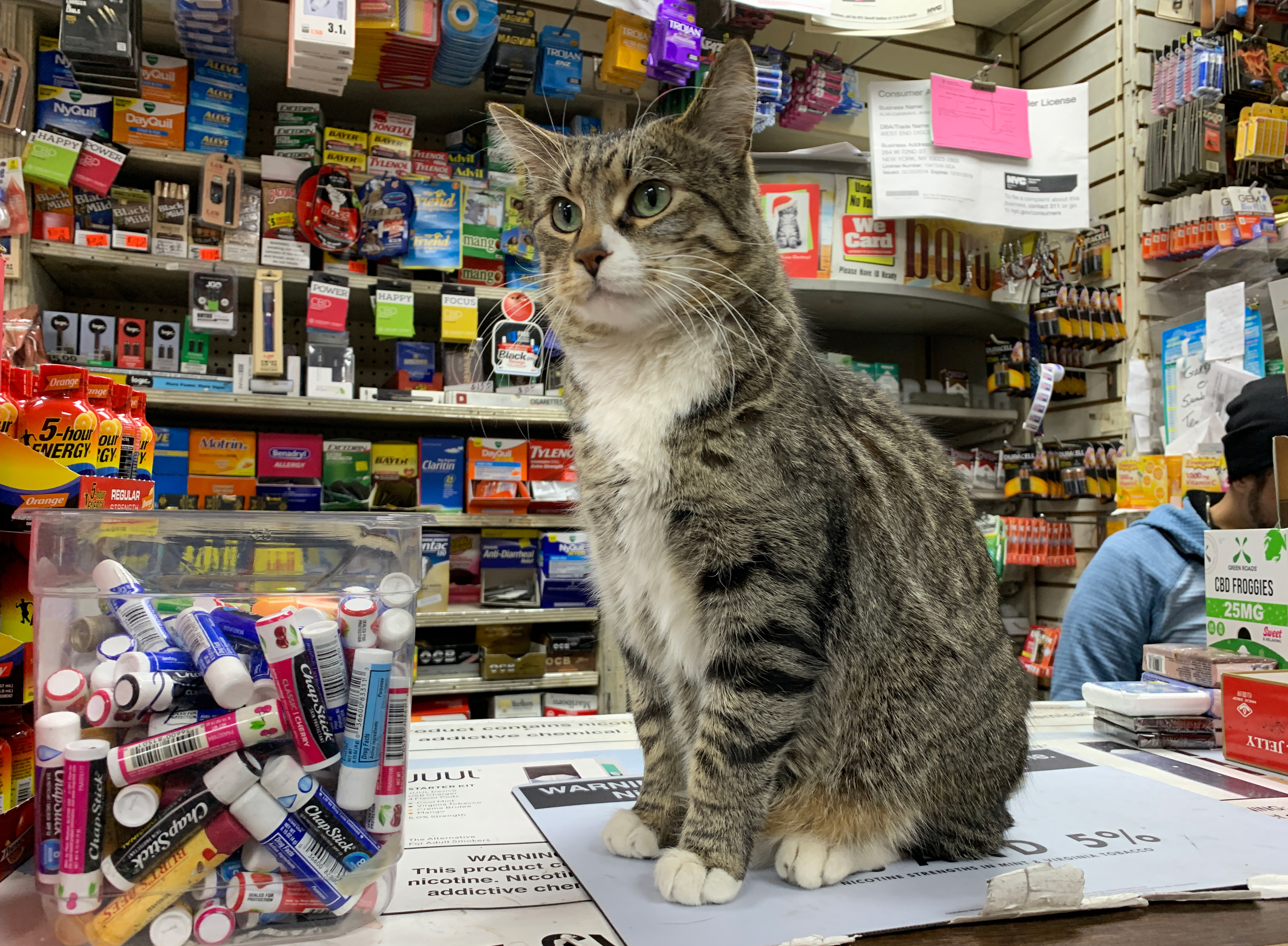 Deli cat near me discount