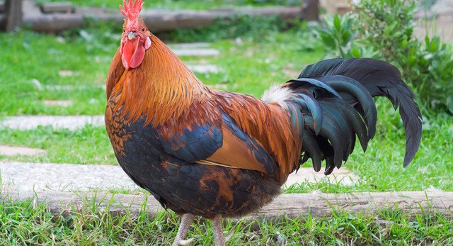 071014fatrooster.2e16d0ba.fill-1200x650.jpg