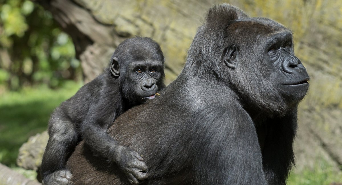 Горилла видео. The orangutangs and Gorillas on millowoke Zoo.