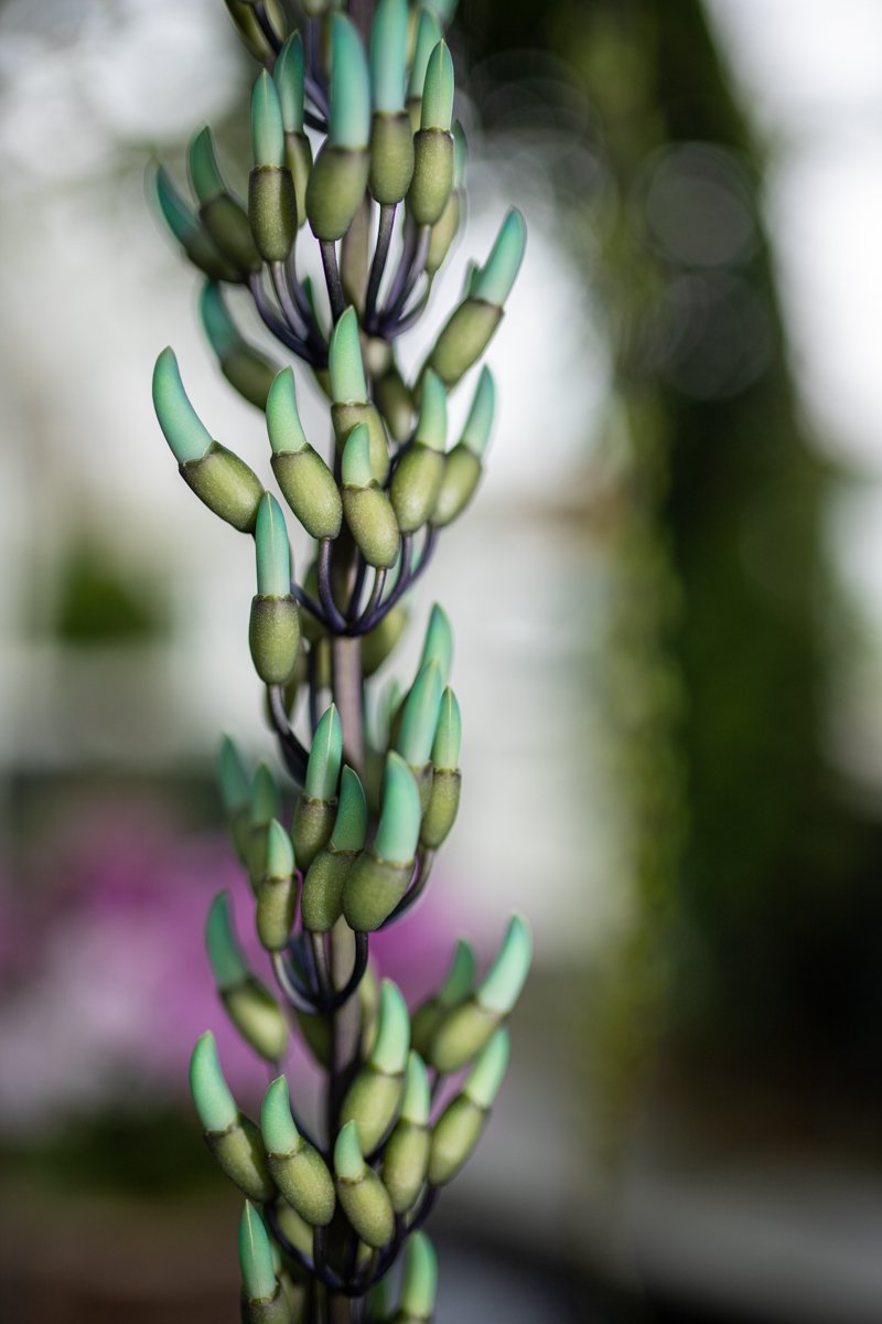 Photos: A Subtle Orchid Show Blooms At The New York Botanical Garden ...