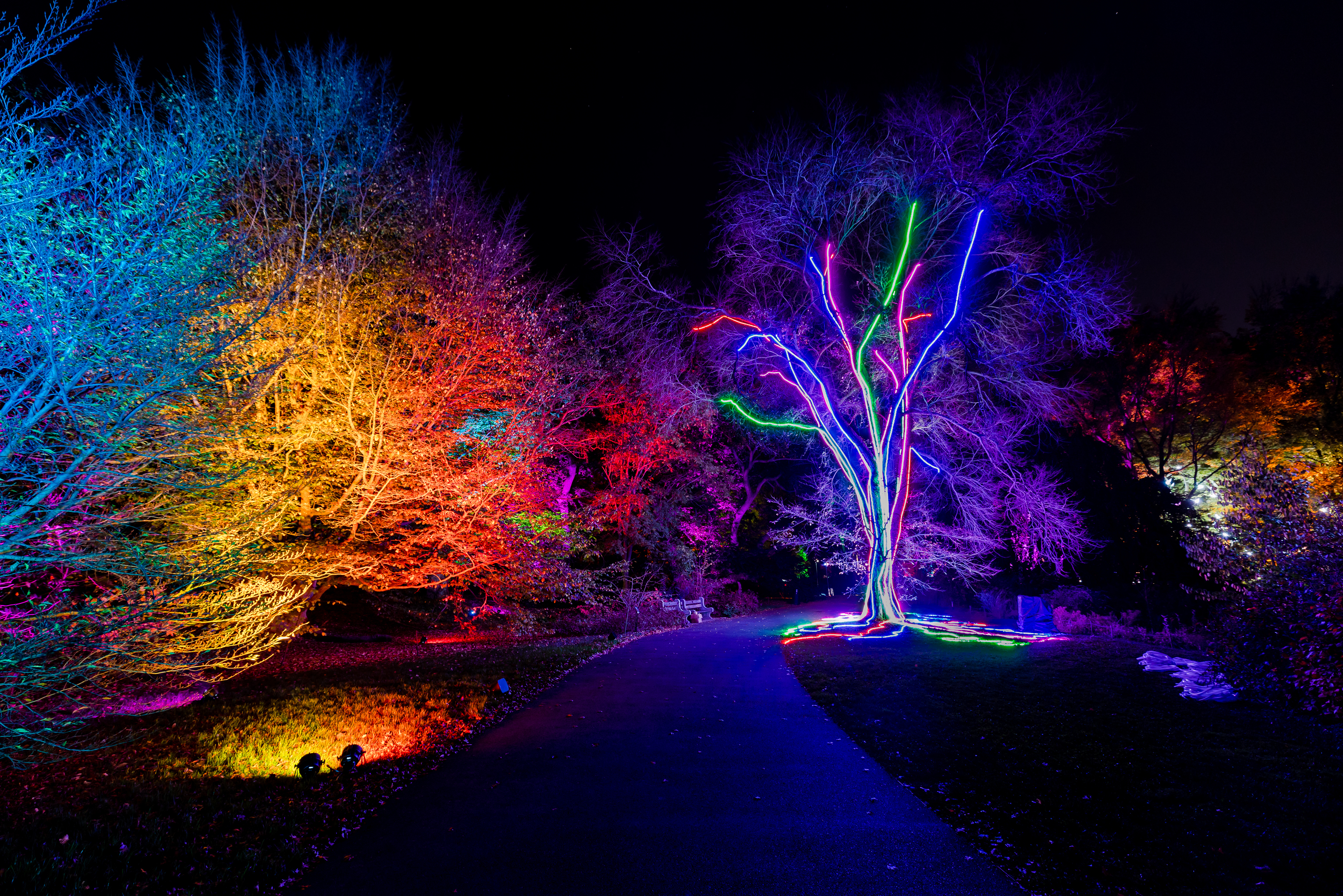 A tree illuminated with LED light panels.