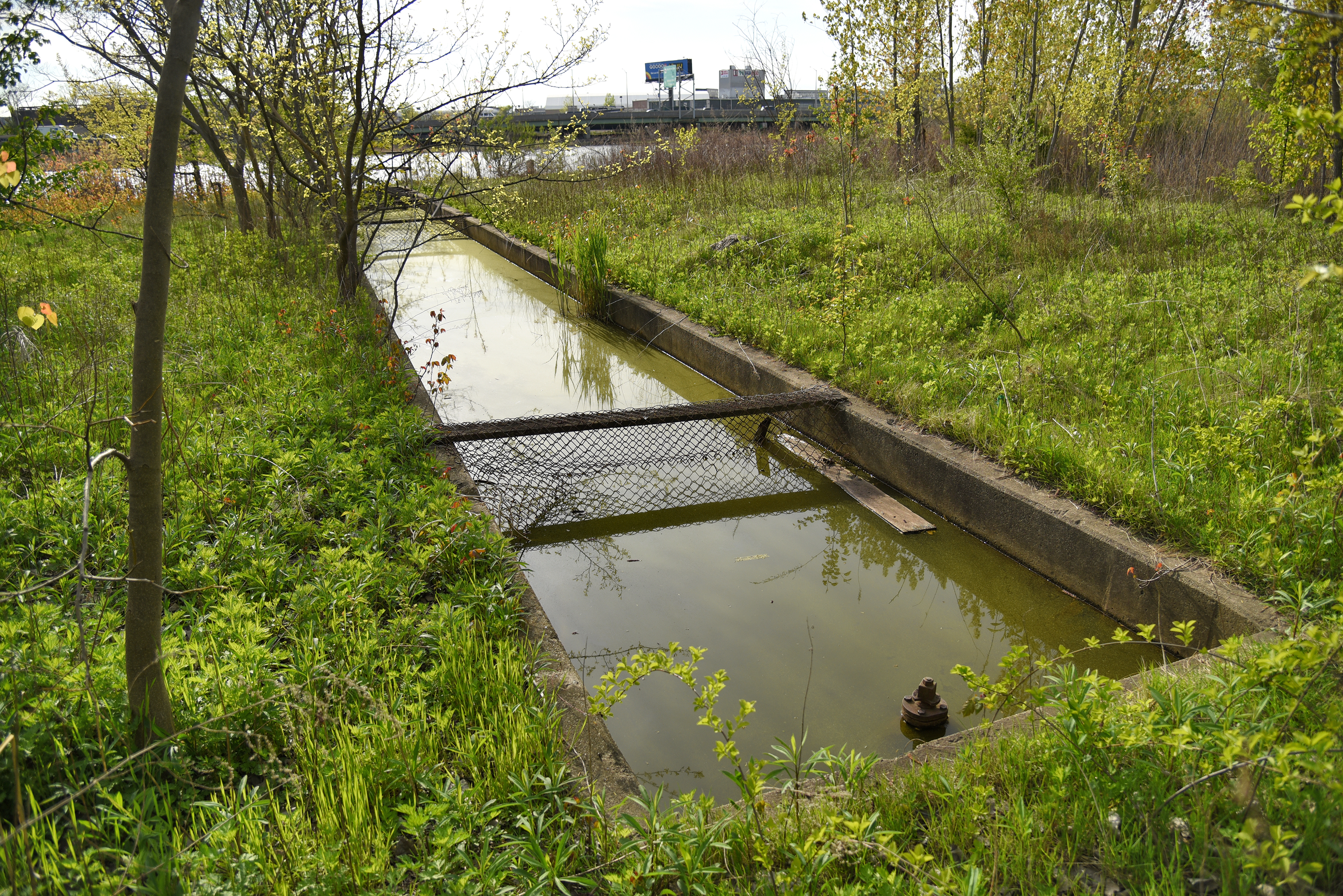 10,000-Year-Old Legacy Of Biodiversity Endangered By Queens Development Project 10,000-Year-Old Legacy Of Biodiversity Endangered By Queens Development Project