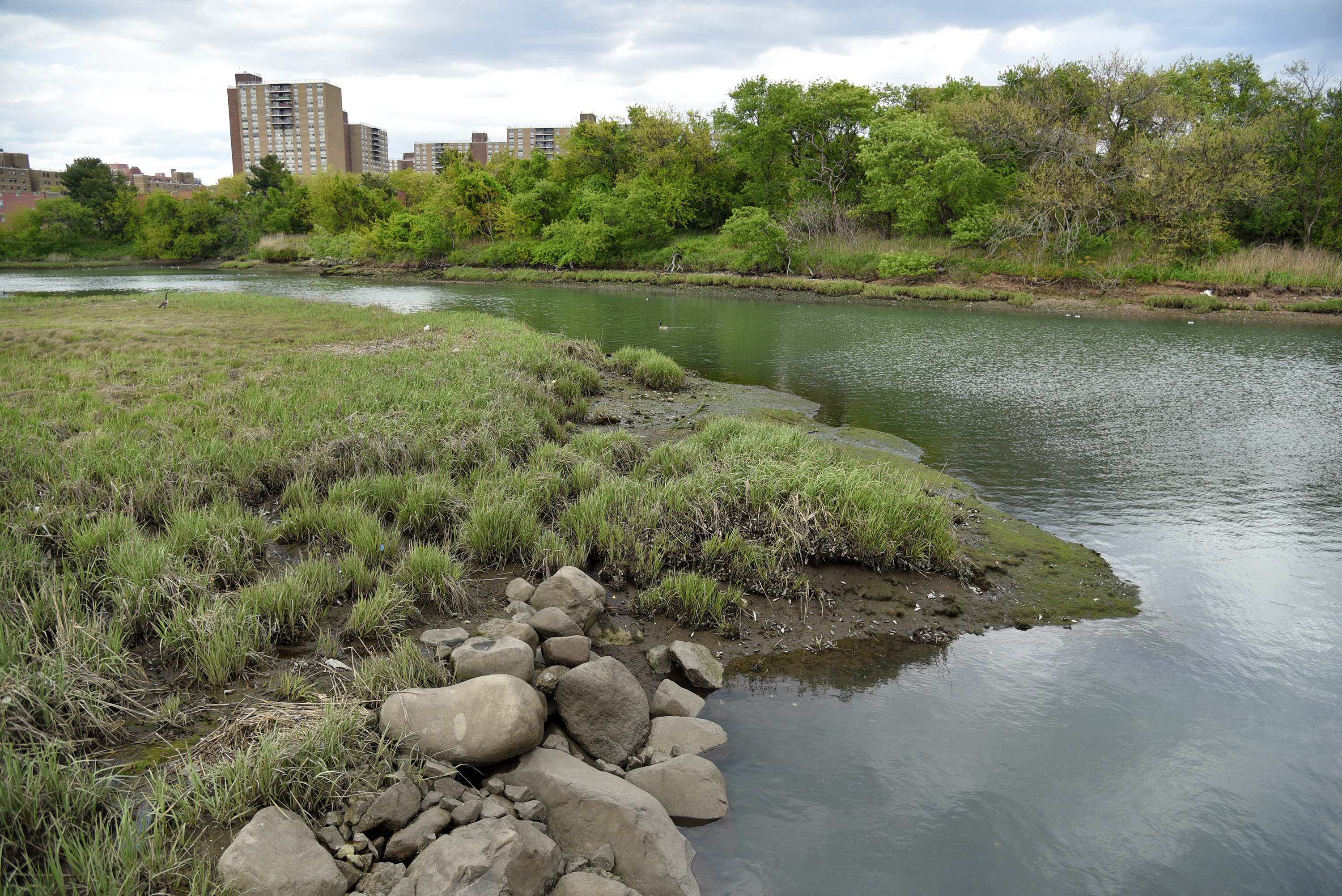 Parks Department, Conservationists Release 30-Year Plan To Protect NYC Wetlands