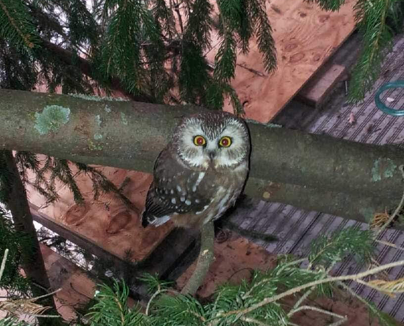 This Owl Wasn T The Rockefeller Center Tree S First Feathered Stowaway Gothamist