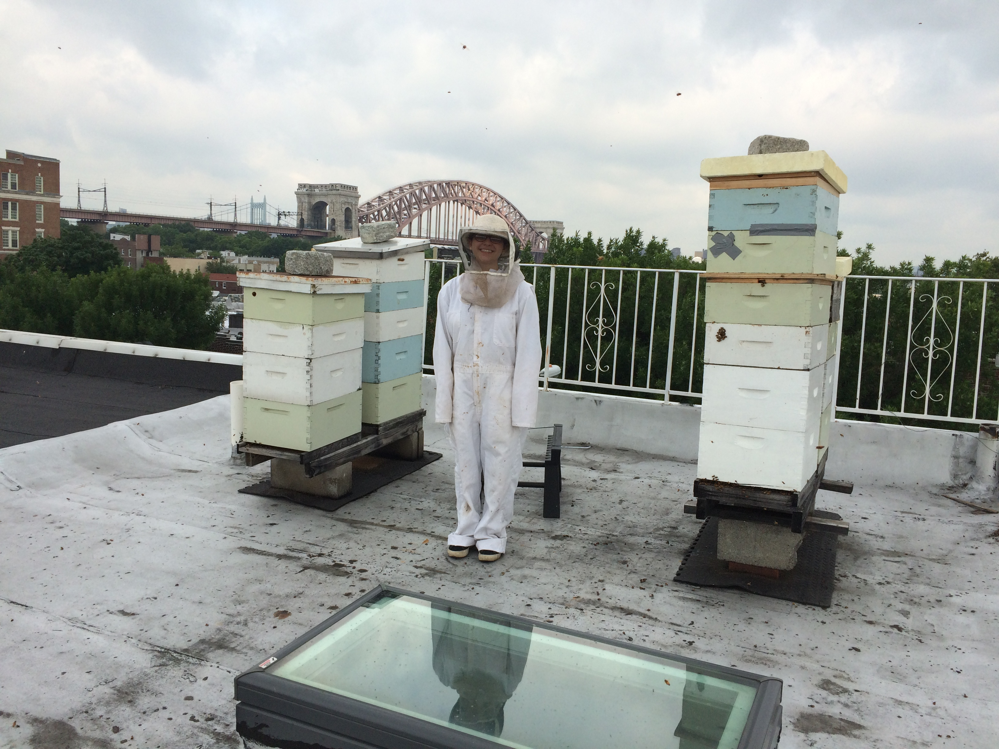 What honeybees can reveal about a neighborhood’s germs — from Queens to Brooklyn to Tokyo