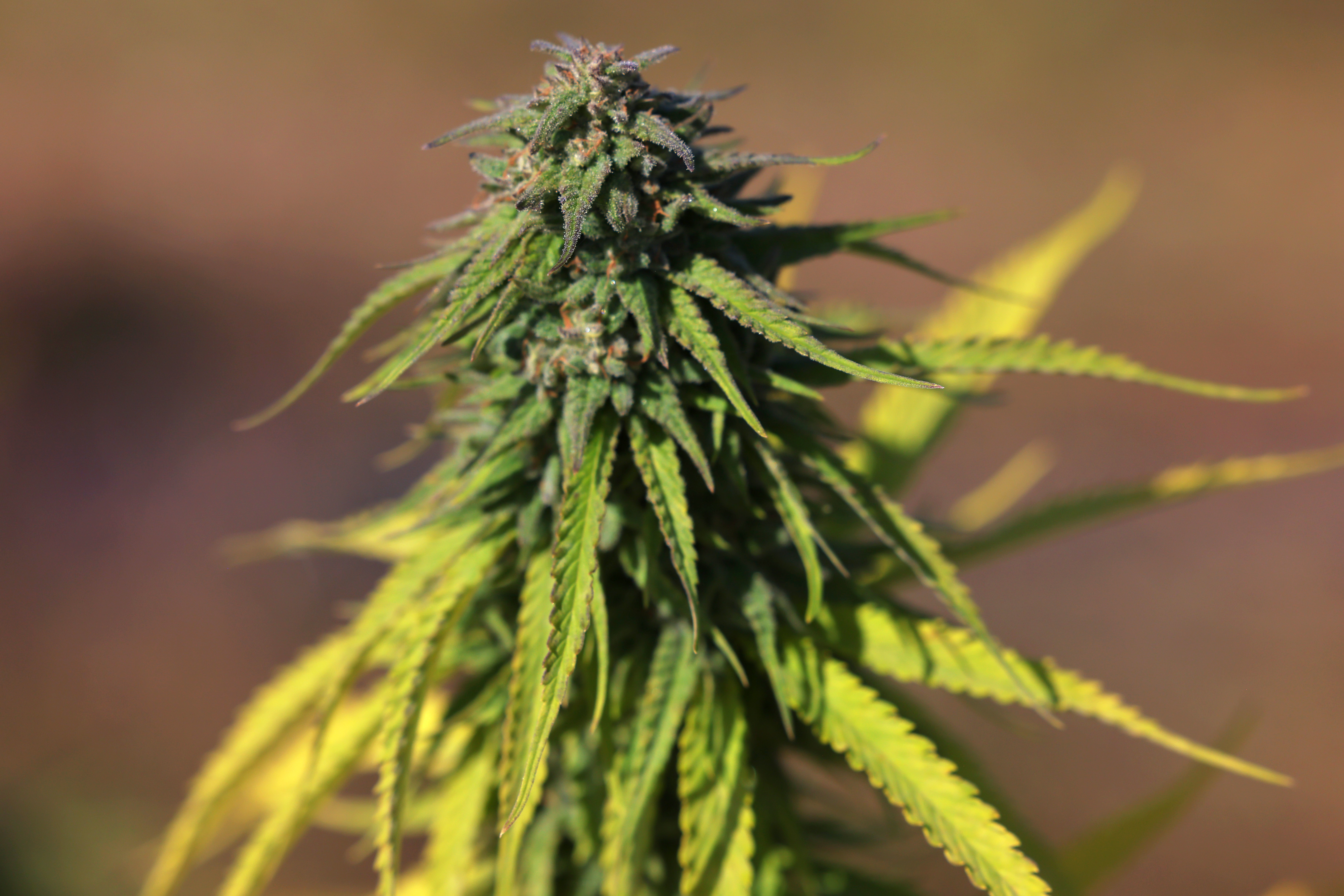 &lsquo;Legal jeopardy:&rsquo; Judge blocks expansion of NY weed licensing program