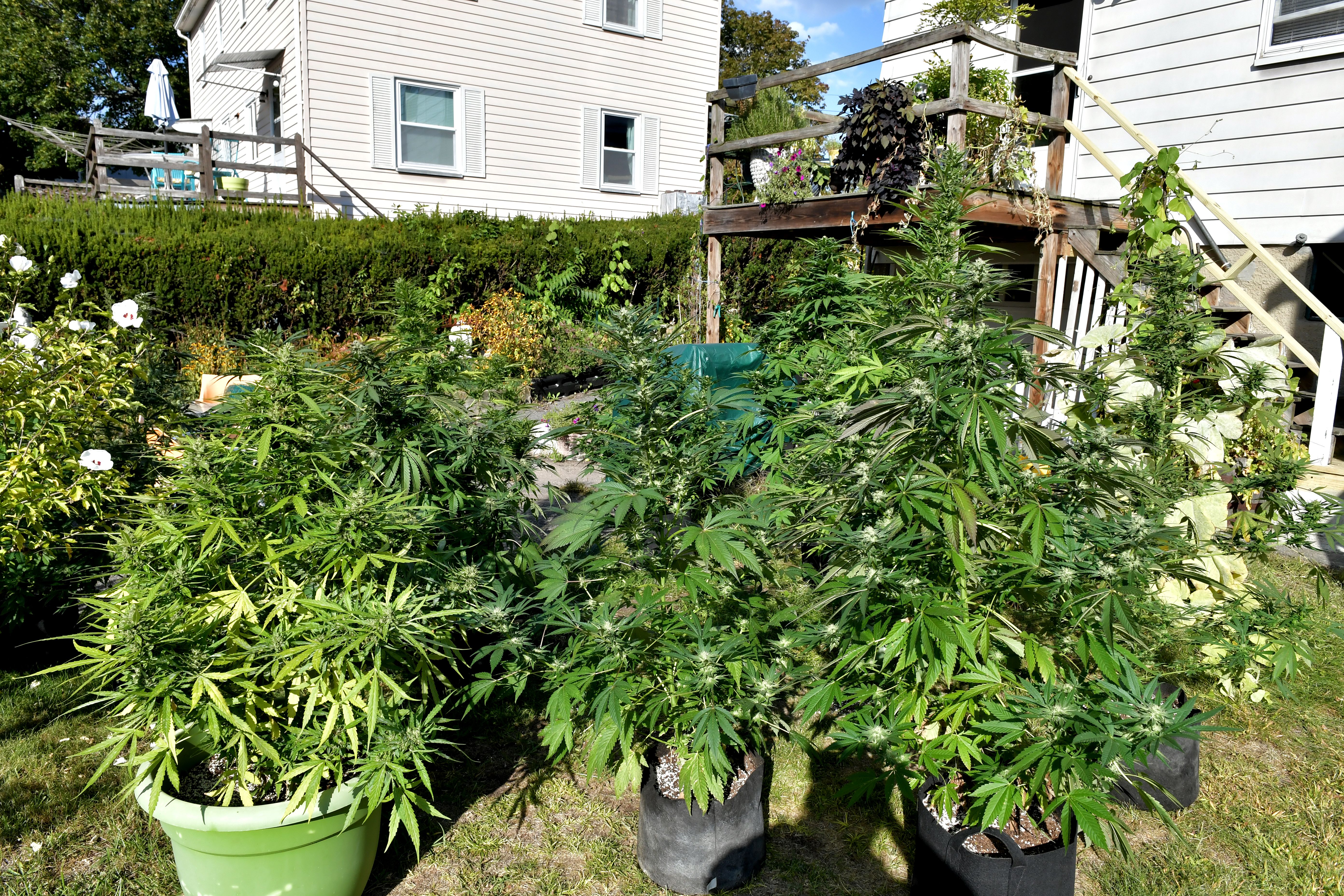 Cuomo Changes His Marijuana Legalization Plan Following Widespread Criticism