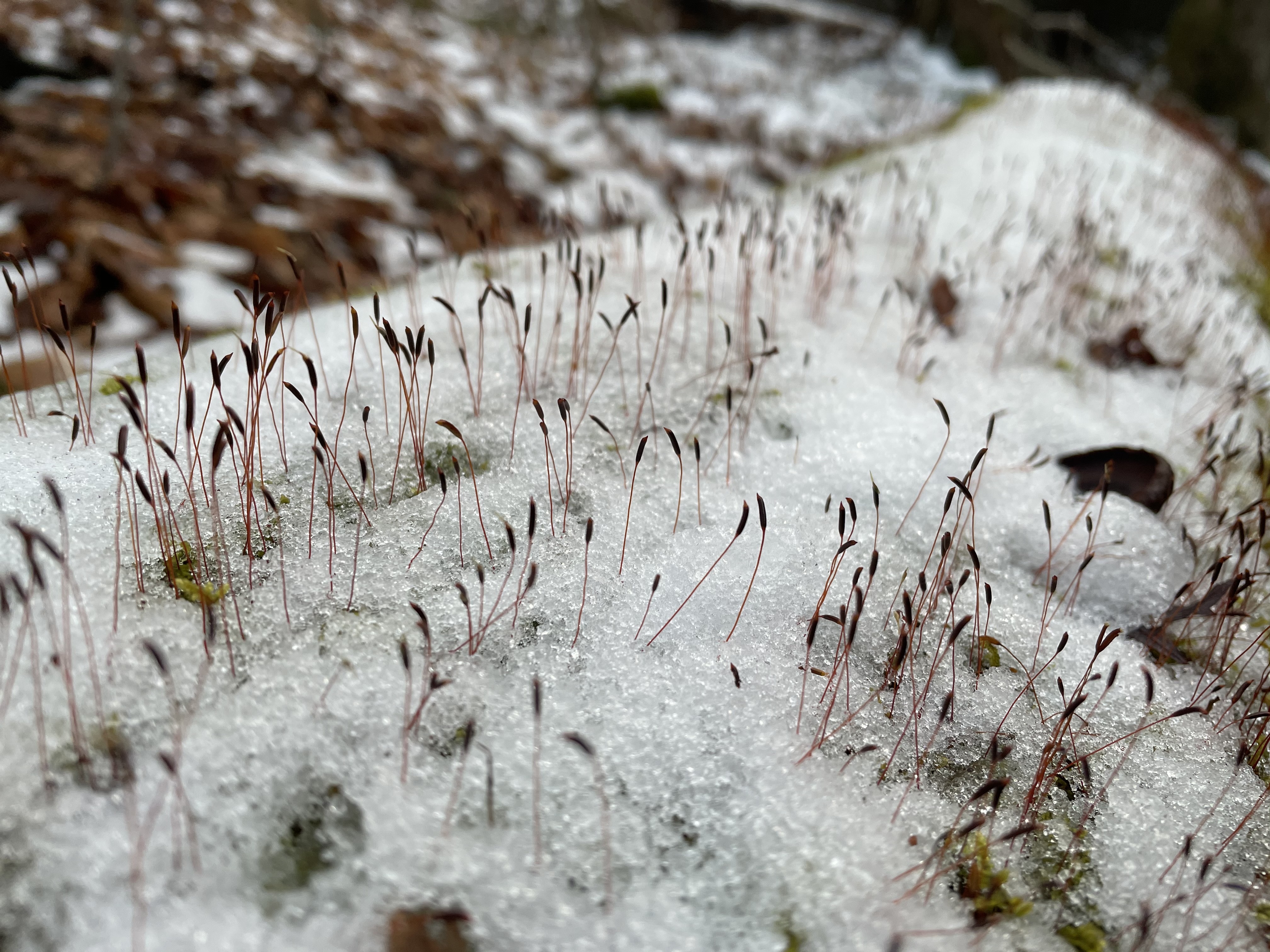 Tiny seedlings sprout out of a snow-covered tree trunk.