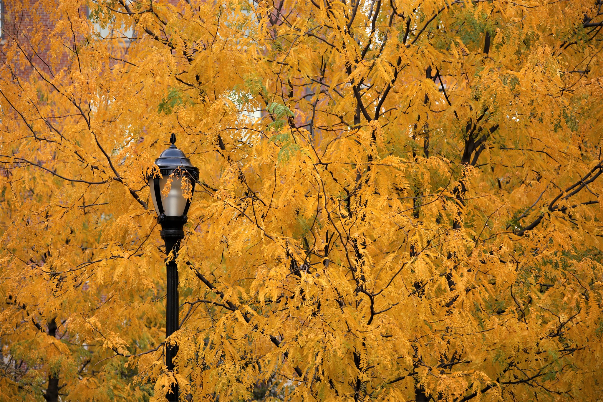 Extra Extra: Would You Dare Cook Pizza Stuffing For Thanksgiving This Year?