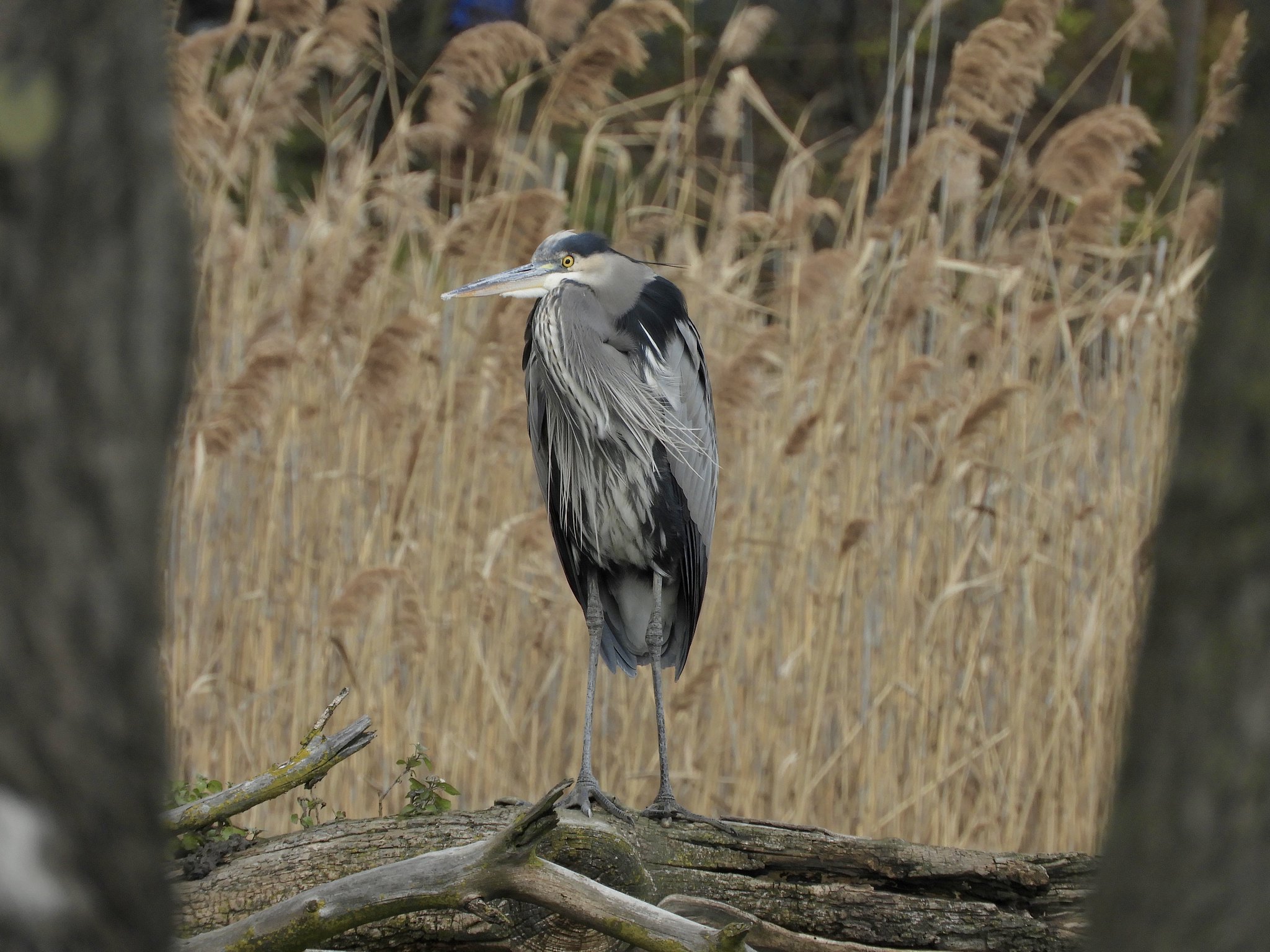 Early Addition: Woman Testifying About Alleged Voter Fraud Is SNL Character Come To Life