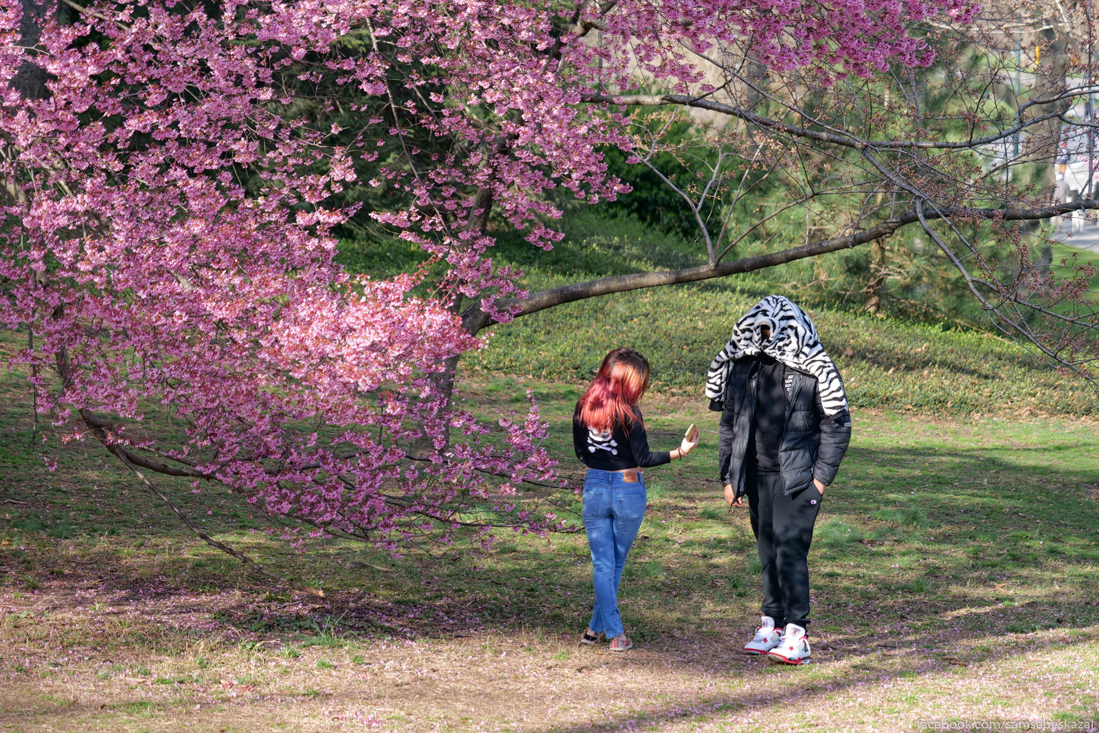 A photo of two people underneath a cherry blossom tree
