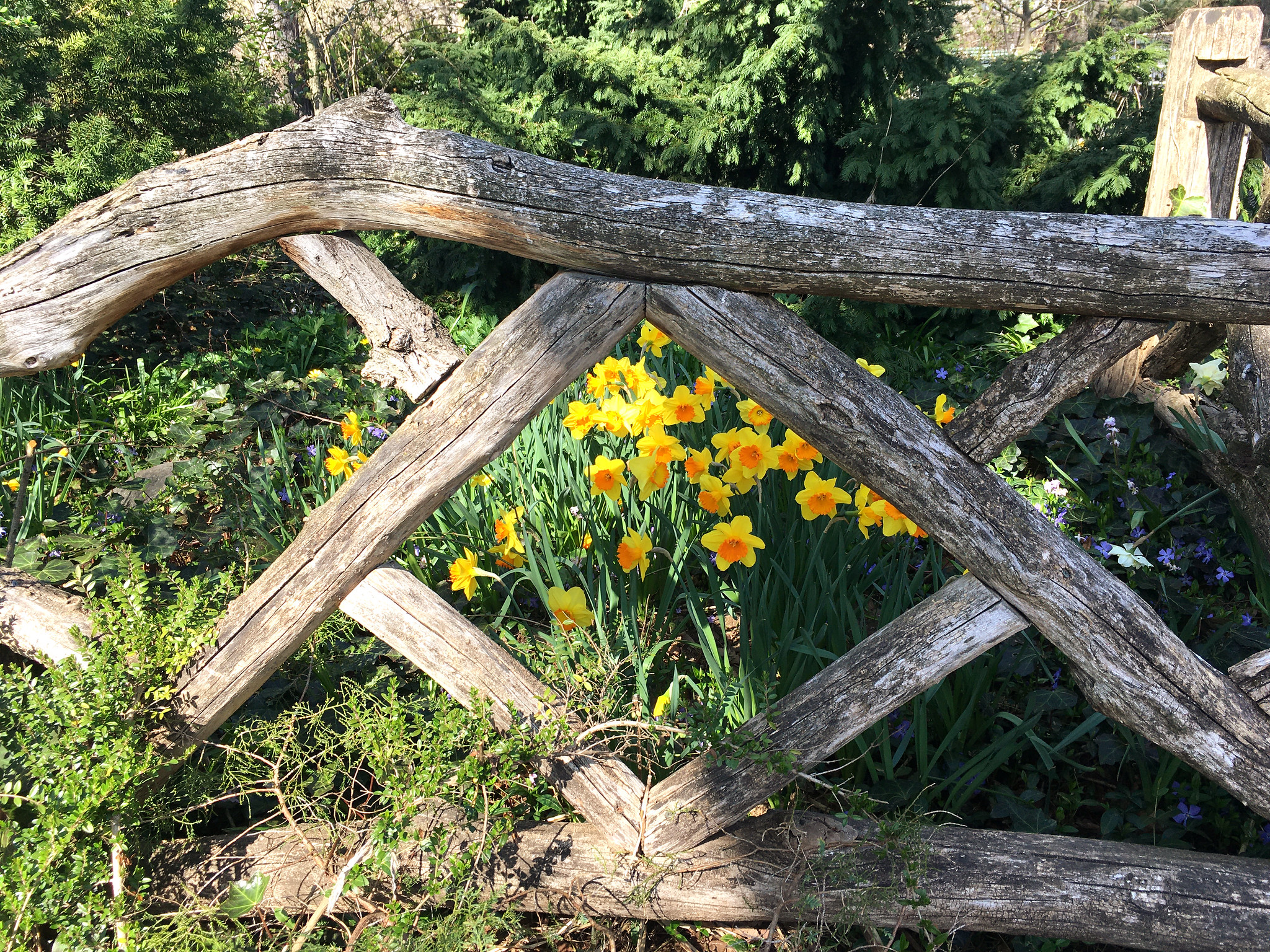 Daffodils seen through a wooden fence in Central Park