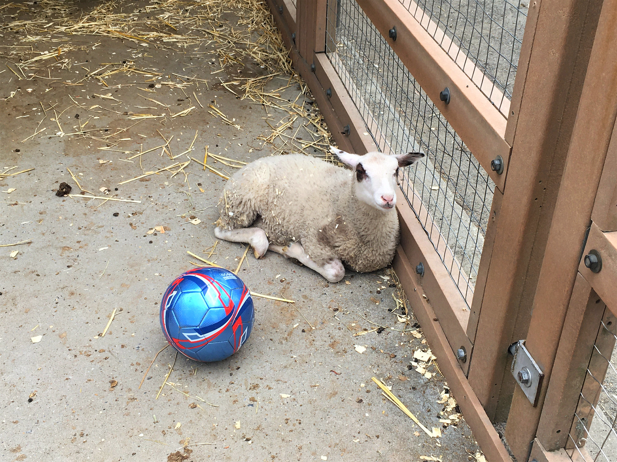 A photo of a lamb at the Prospect Park Zoo