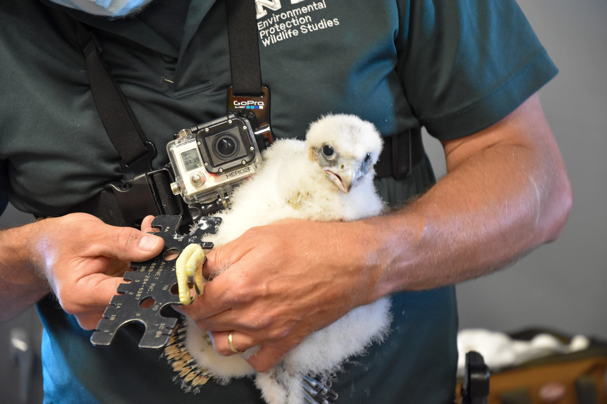 Two Peregrine Falcon Chicks Are Enjoying City Views From The Marine Parkway-Gil Hodges Bridge