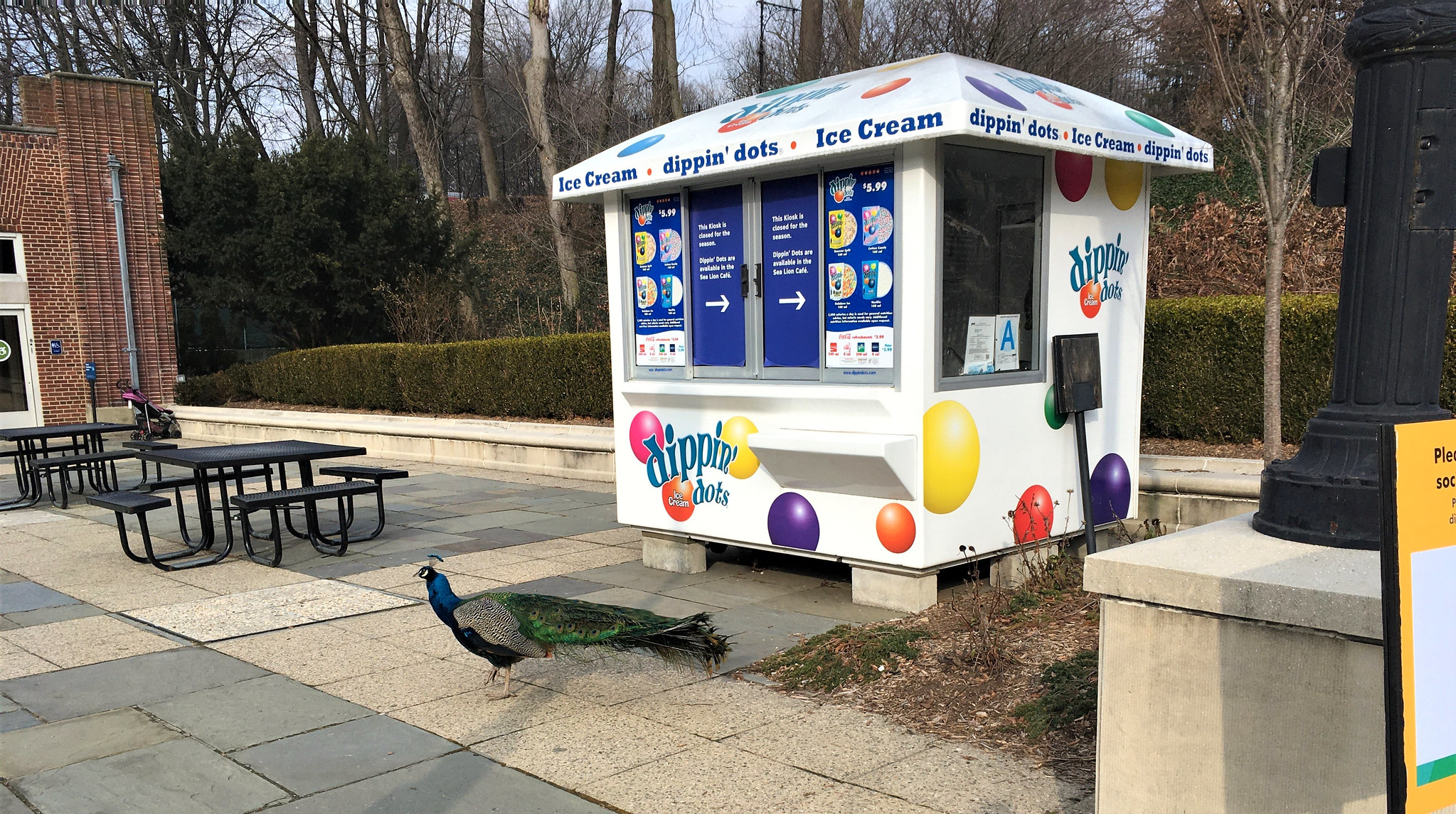 A photo of a peacock in front of a Dippin' Dots stand