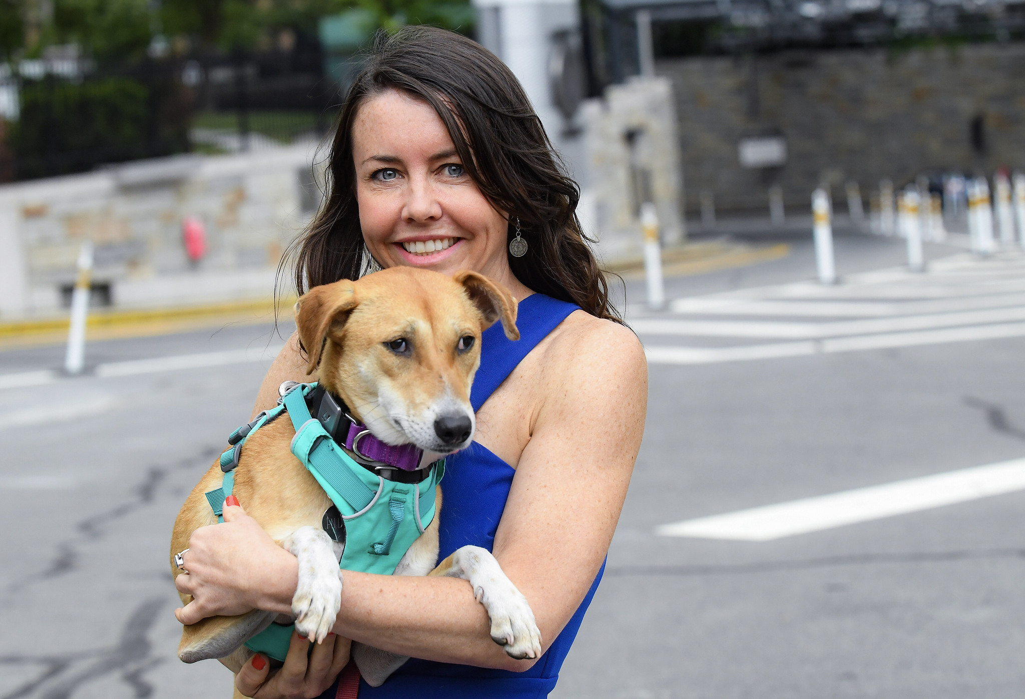 MTA Honors Brave Lost Dog Who Ran Through Queens-Midtown Tunnel During Rush Hour (And Officers Who Helped Her)