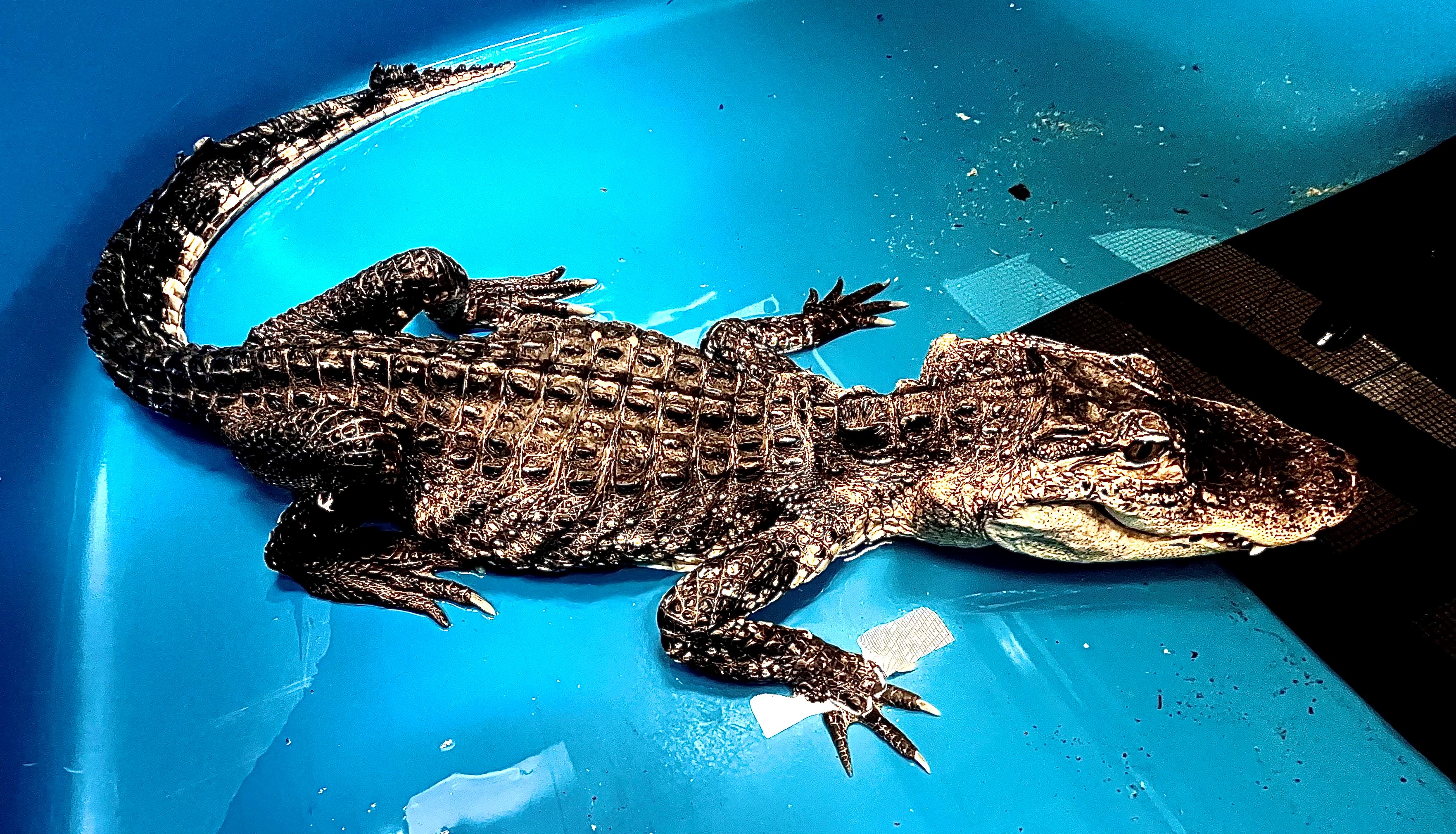 Alligator pulled from Prospect Park lake undergoing treatment
