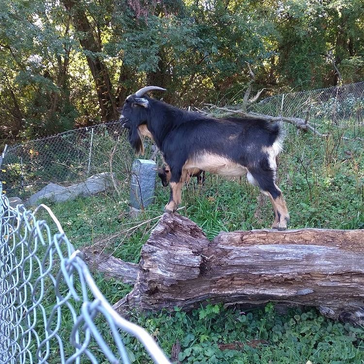 Runaway Jersey City goats have been found