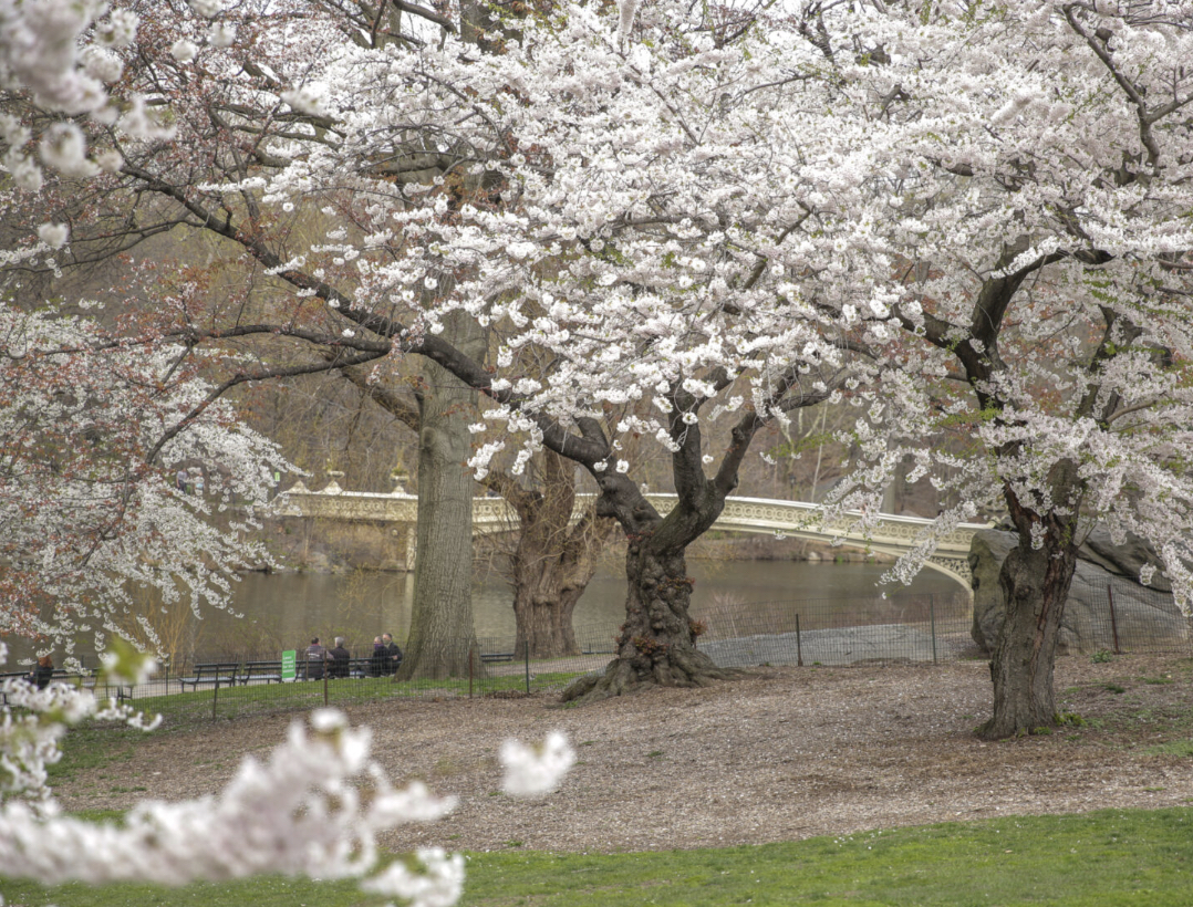 National Cherry Blossom Festival 2019: When is peak bloom, how to go - ABC7  New York