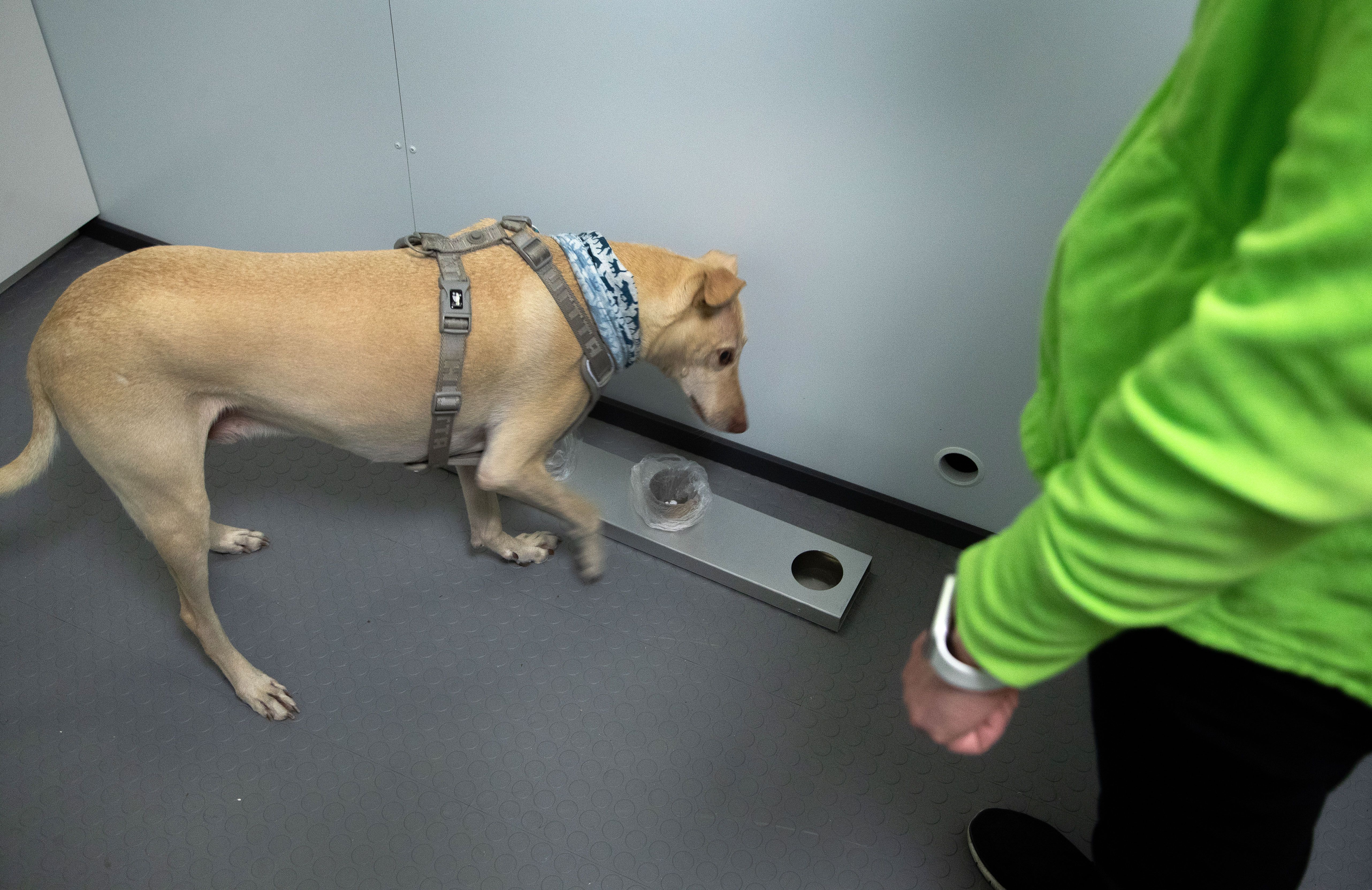 Cuomo Wants Rapid Testing To Reopen Sporting Events. Should He Consider COVID-Sniffing Dogs?