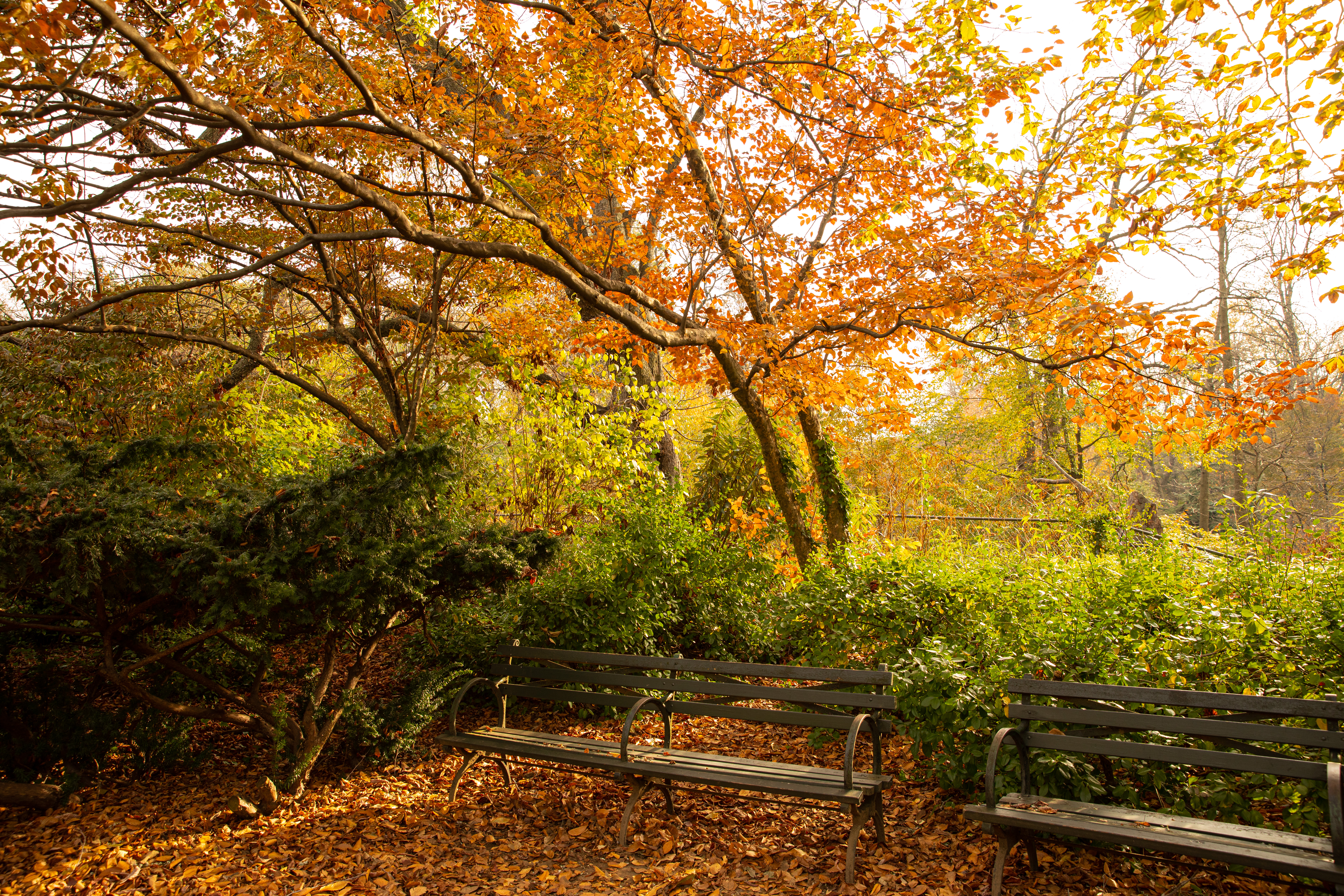 Get Psyched For Our Best Season With This 2021 Fall Foliage Map