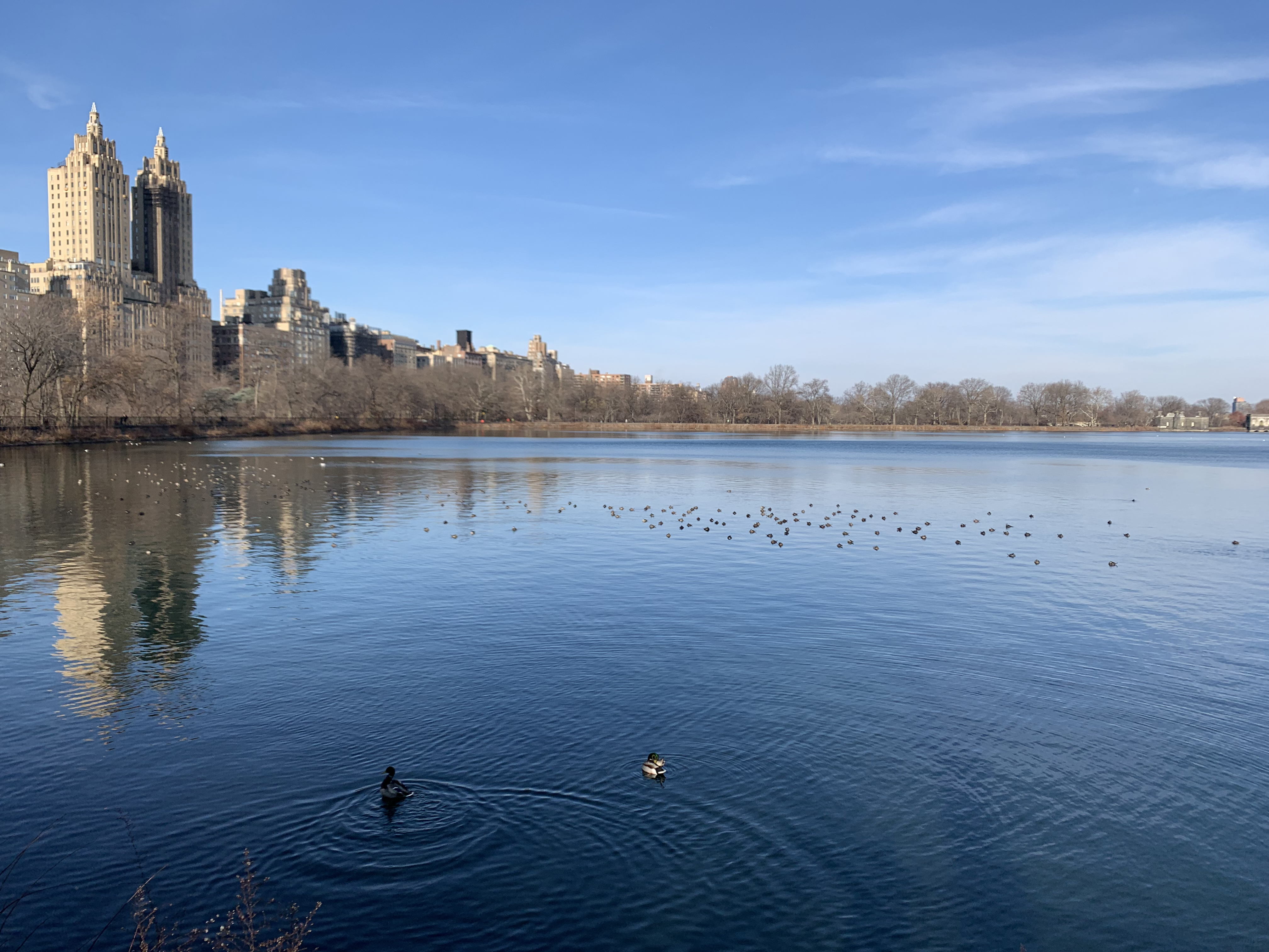 Hot Ducks To Watch For In The Cold NYC Winter