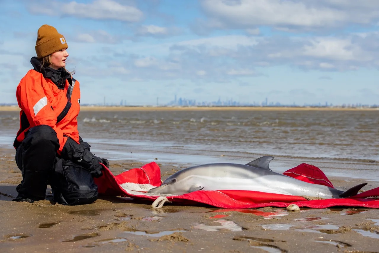 Three dolphins die in shallow waters at Sandy Hook, NJ