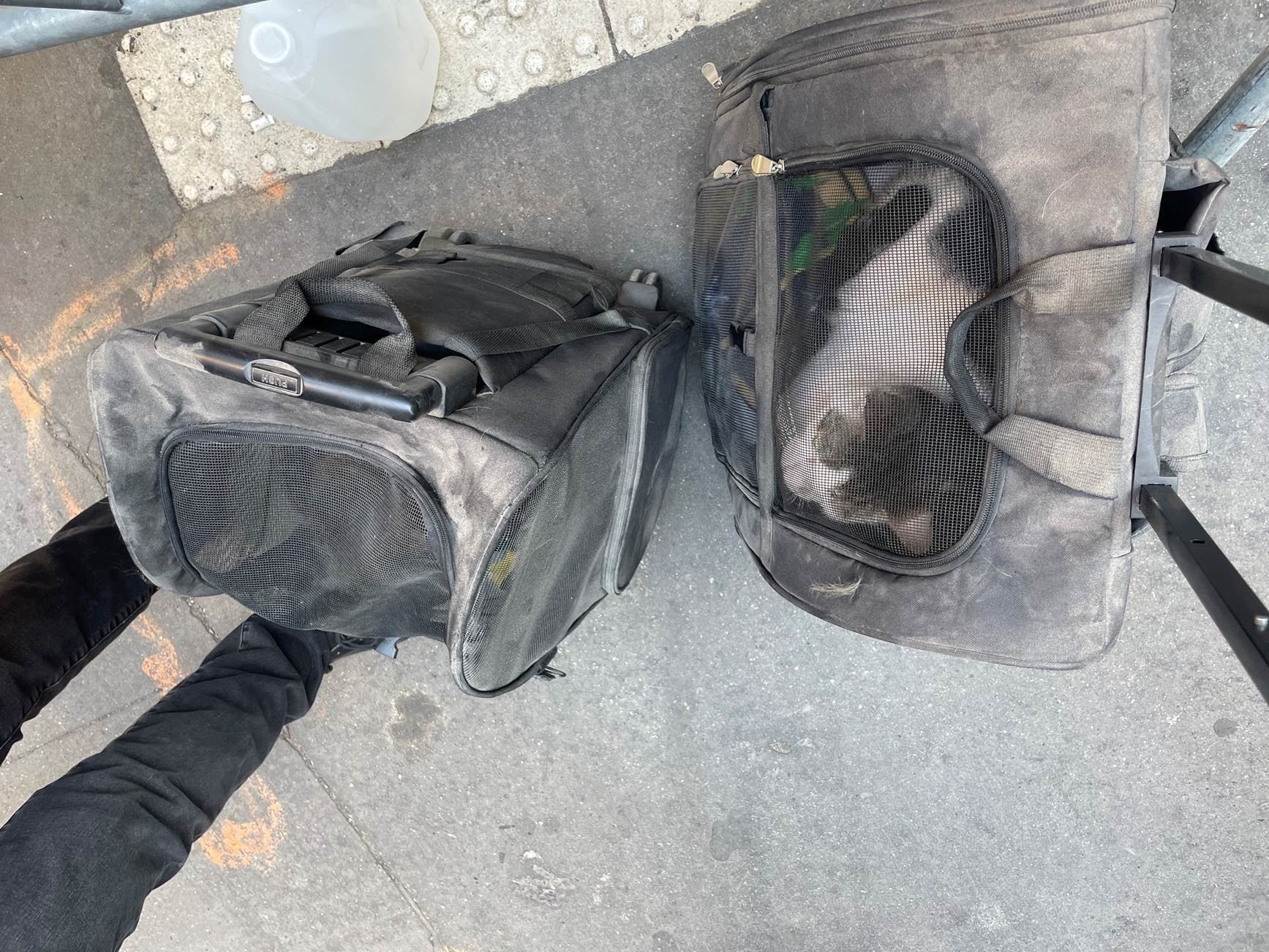 NYC woman reunited with cats after evacuating from Manhattan garage collapse NYC woman reunited with cats after evacuating from Manhattan garage collapse