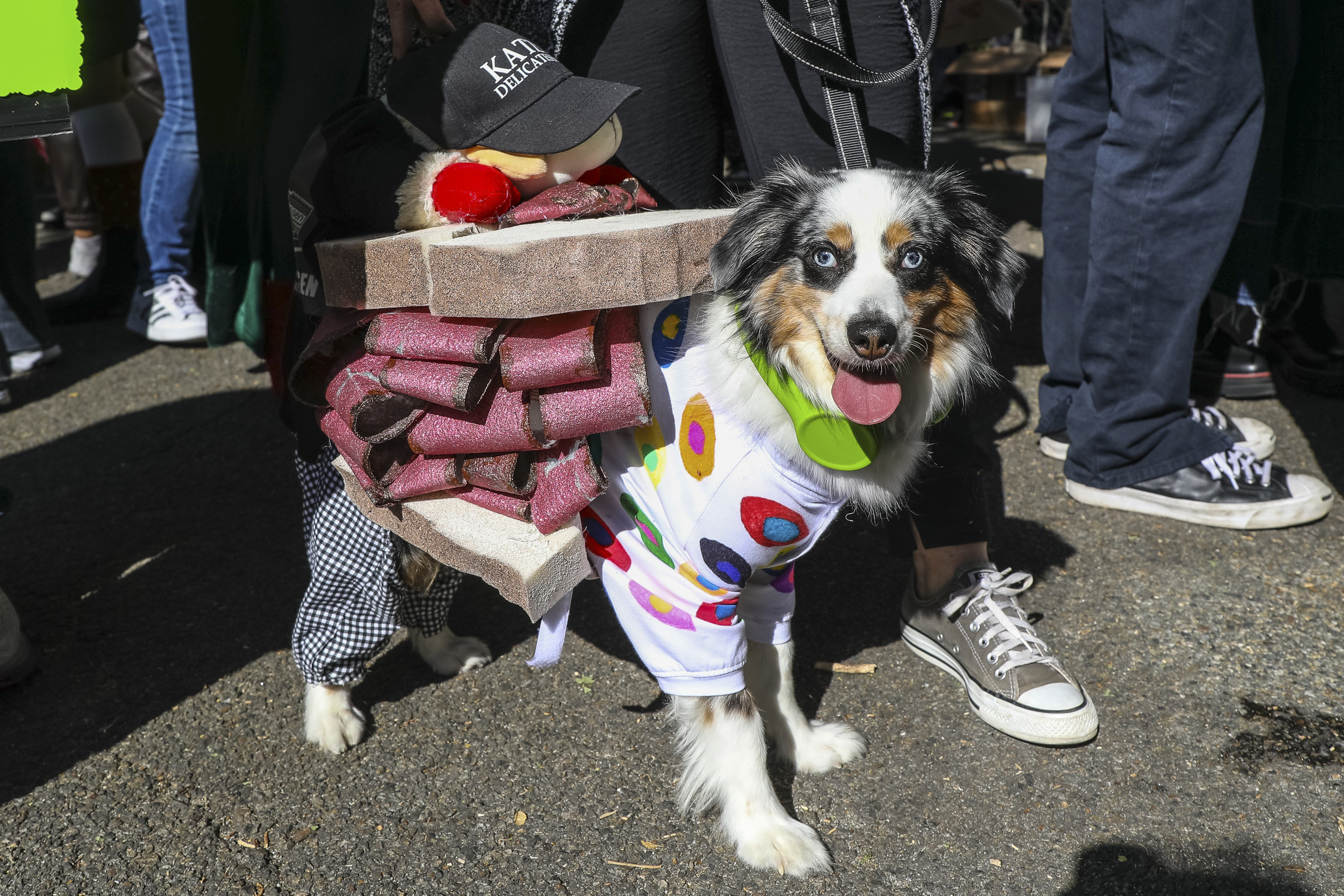 22 dog Halloween costumes, Gathered