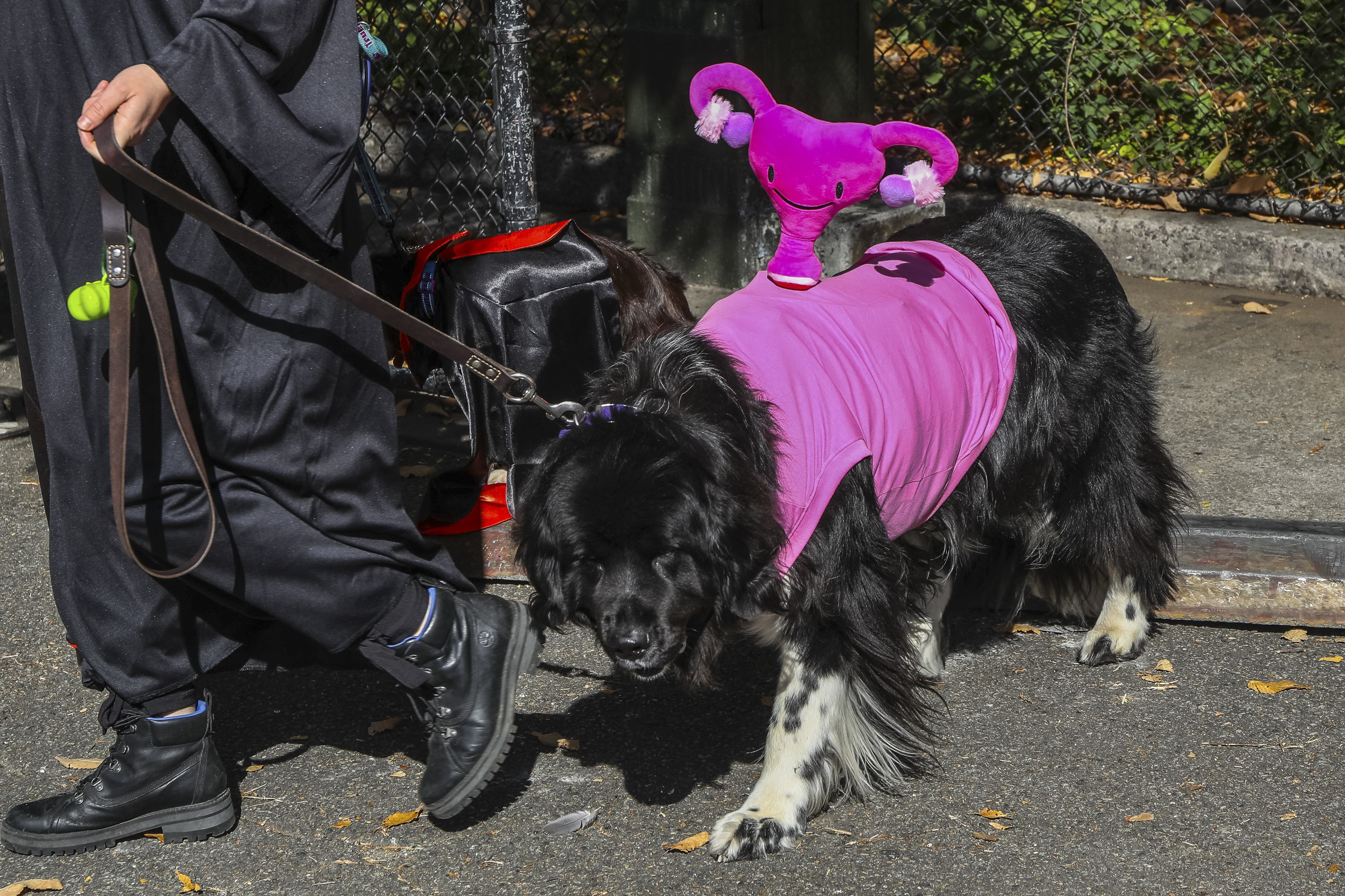22 dog Halloween costumes, Gathered