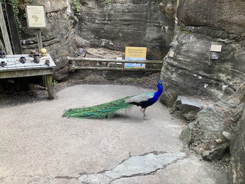 A peacock walks in a part of the Bronx zoo next to a display showing primate skull shapes.