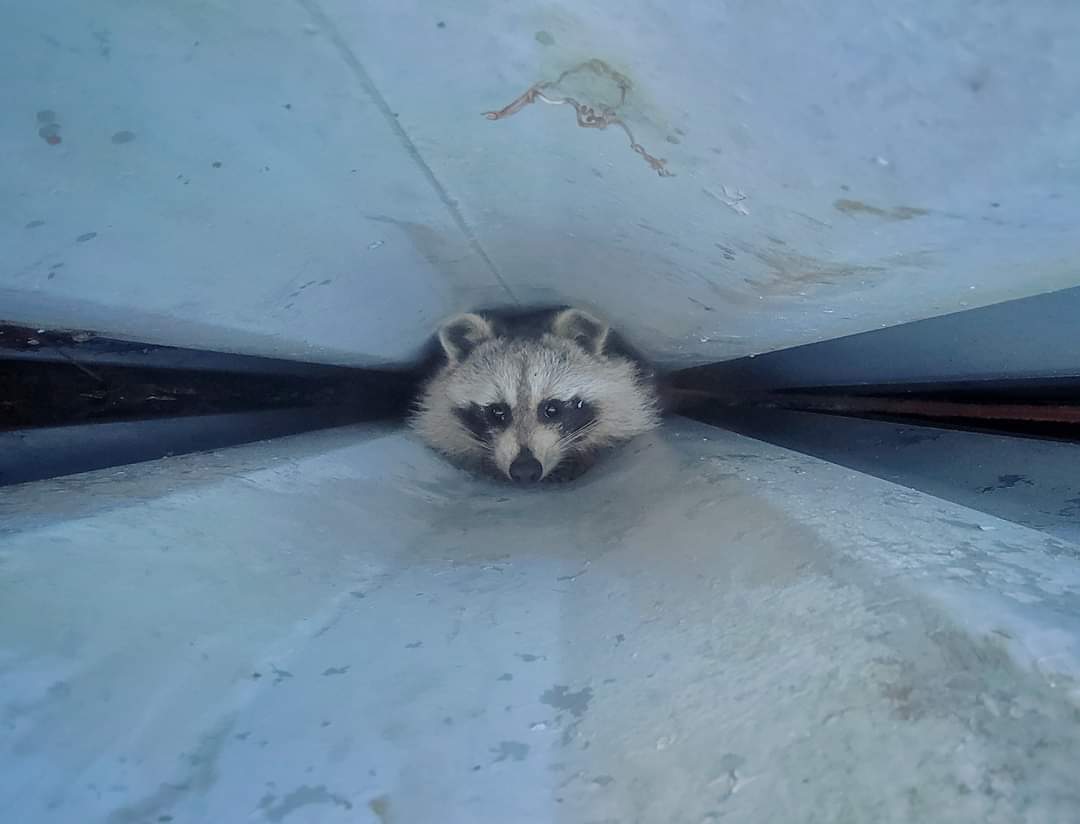 Freezing Baby Swans And Dumped Pythons: Here&rsquo;s How One Woman Saves Animals In Prospect Park