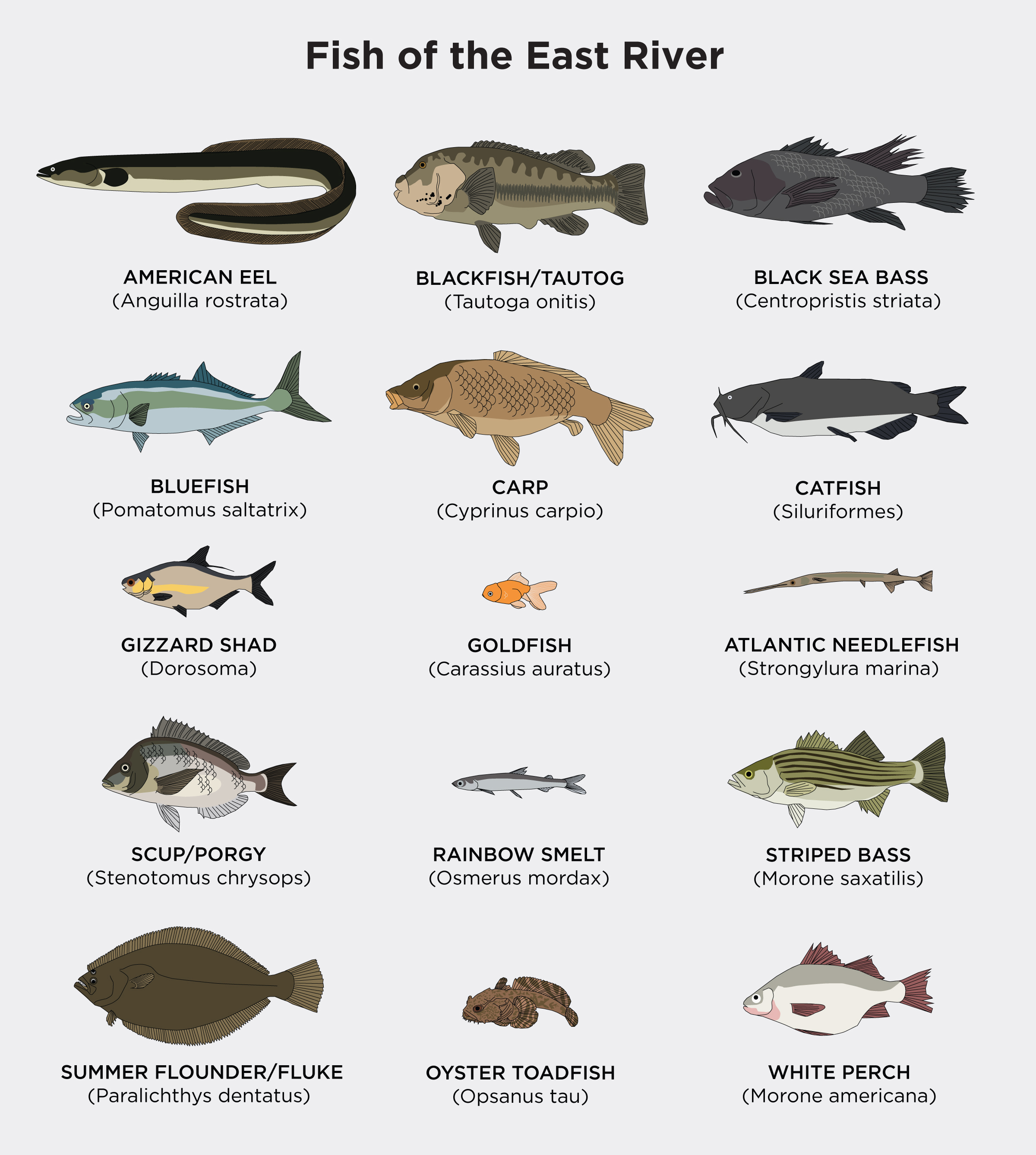 Meet The Fish Of The East River Gothamist